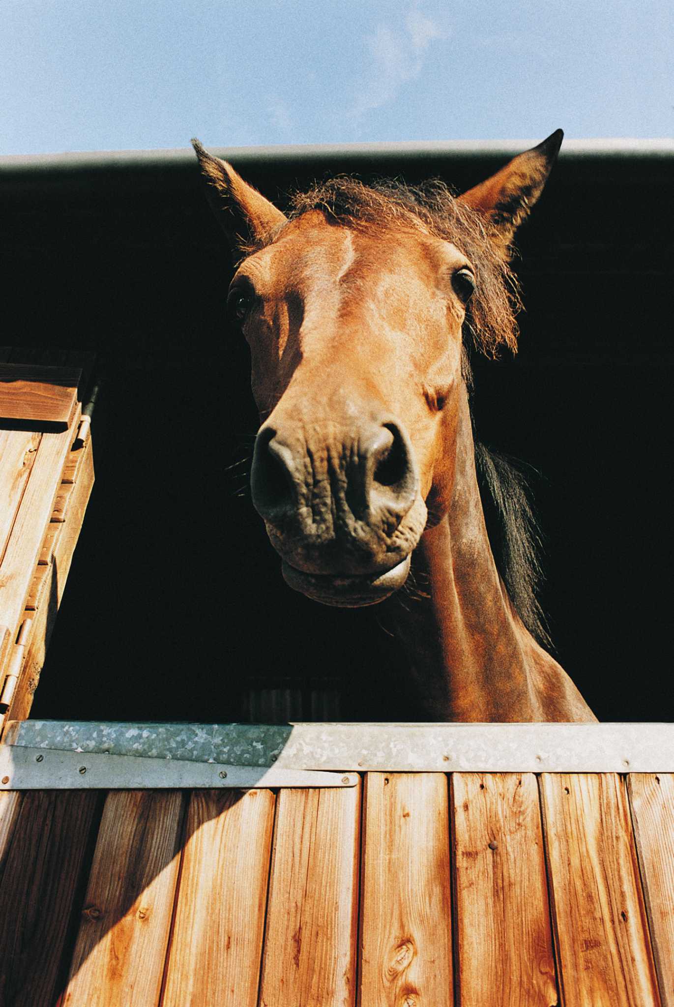 how-to-fertilize-with-horse-manure