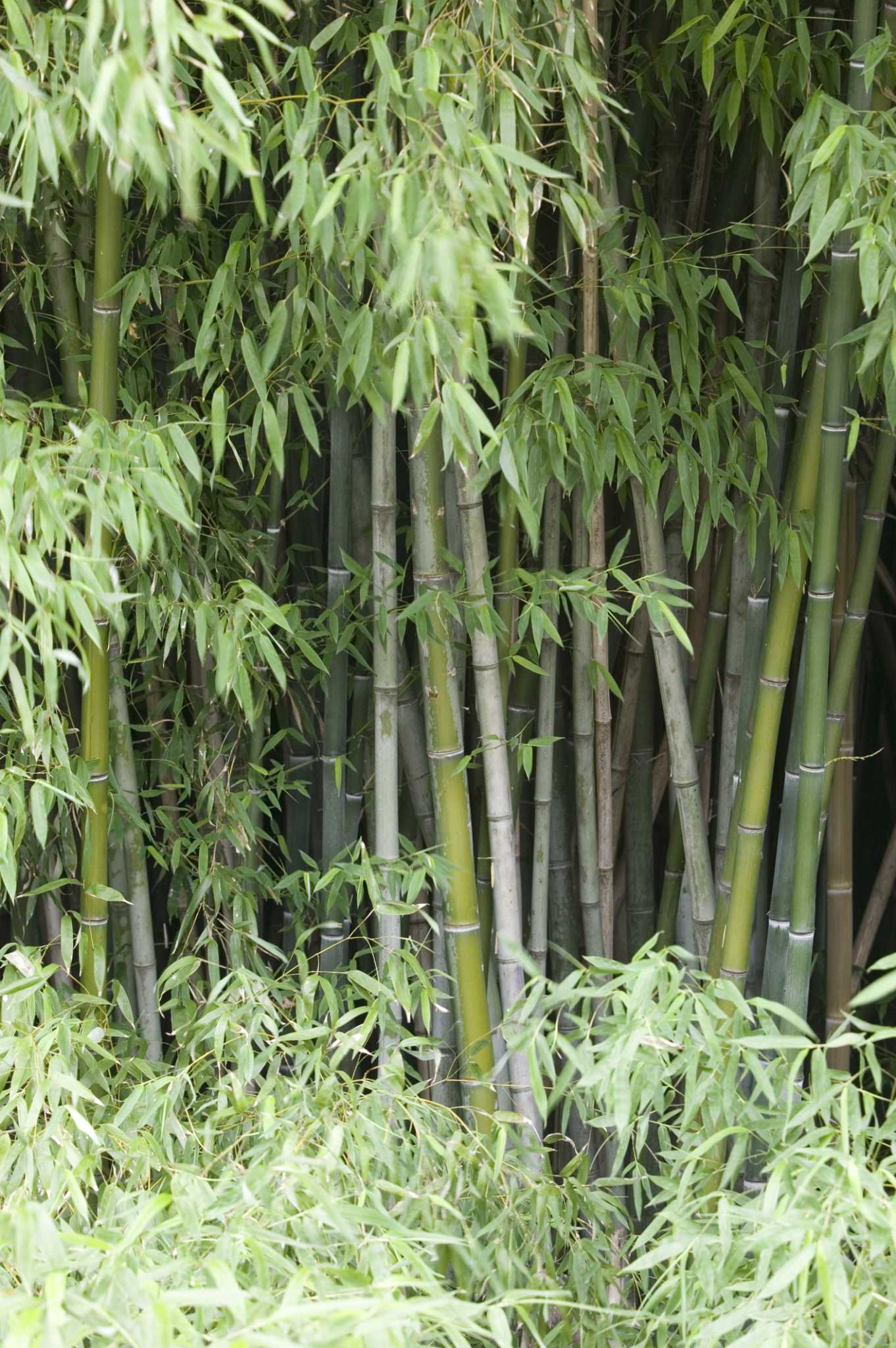 Does Bamboo Attract Rats?