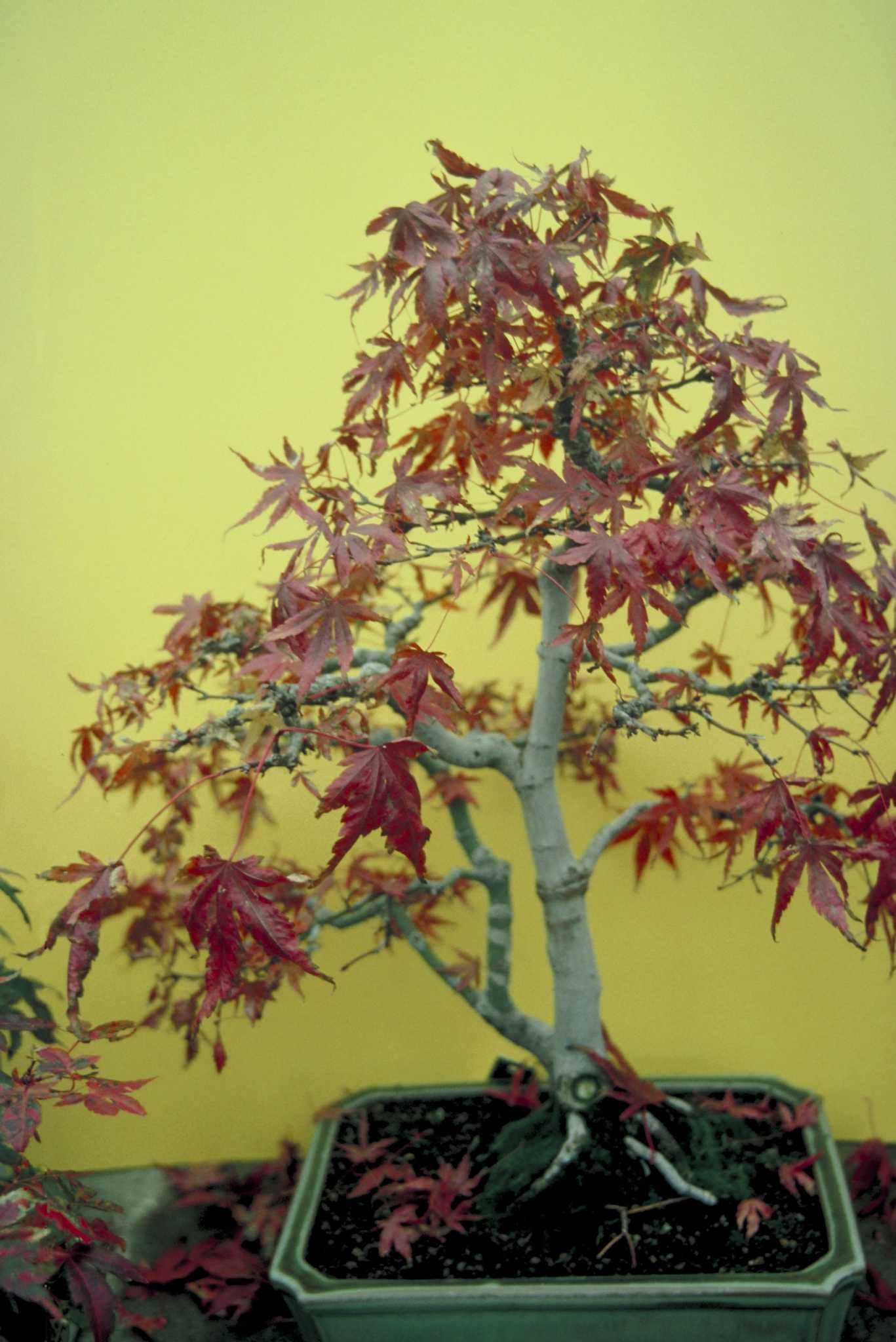 Do Japanese Maples Like Acidic Soil?