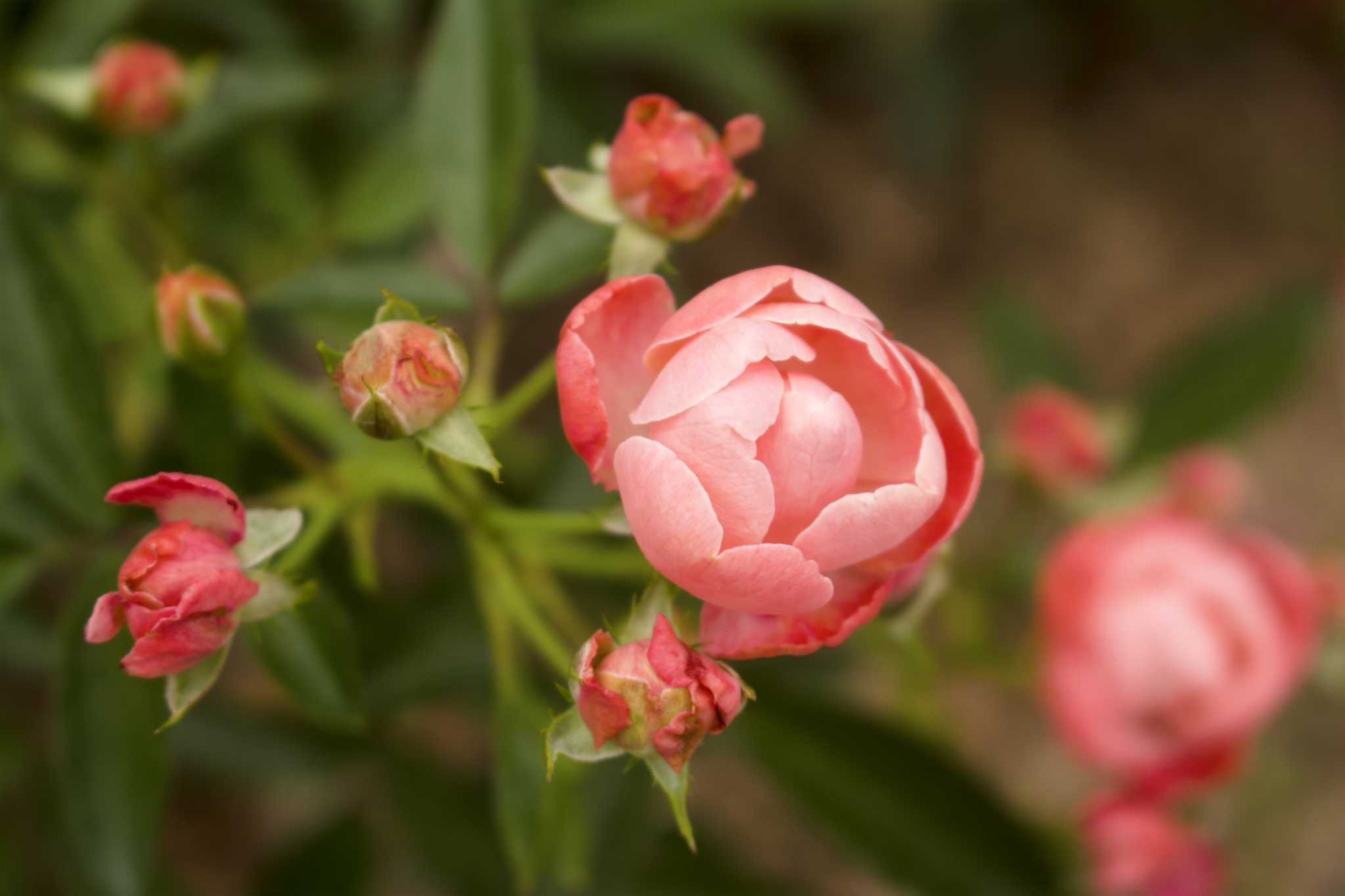 When to Fertilize Knock Out Roses