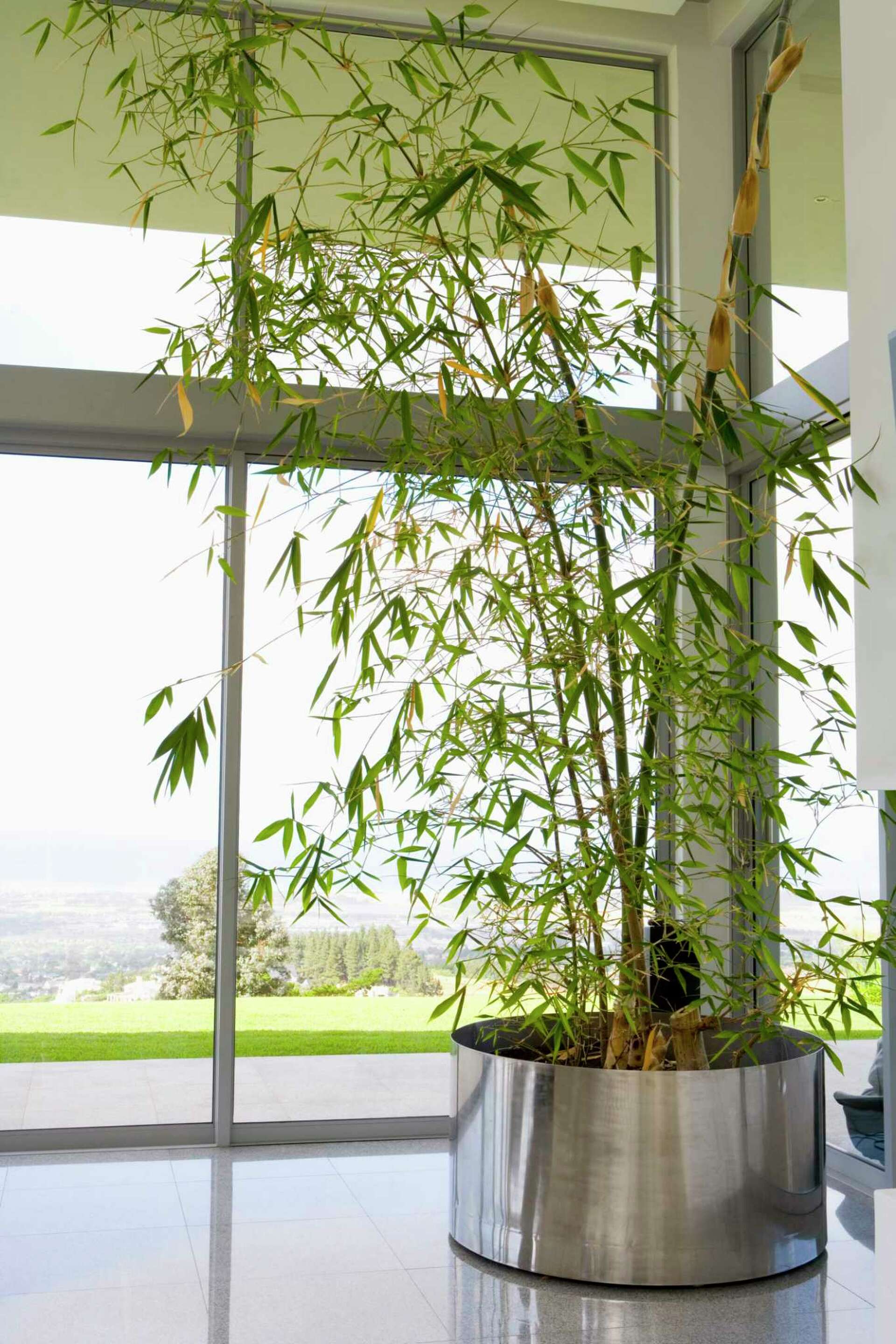 Is My Bamboo Plant Supposed to Smell Bad?