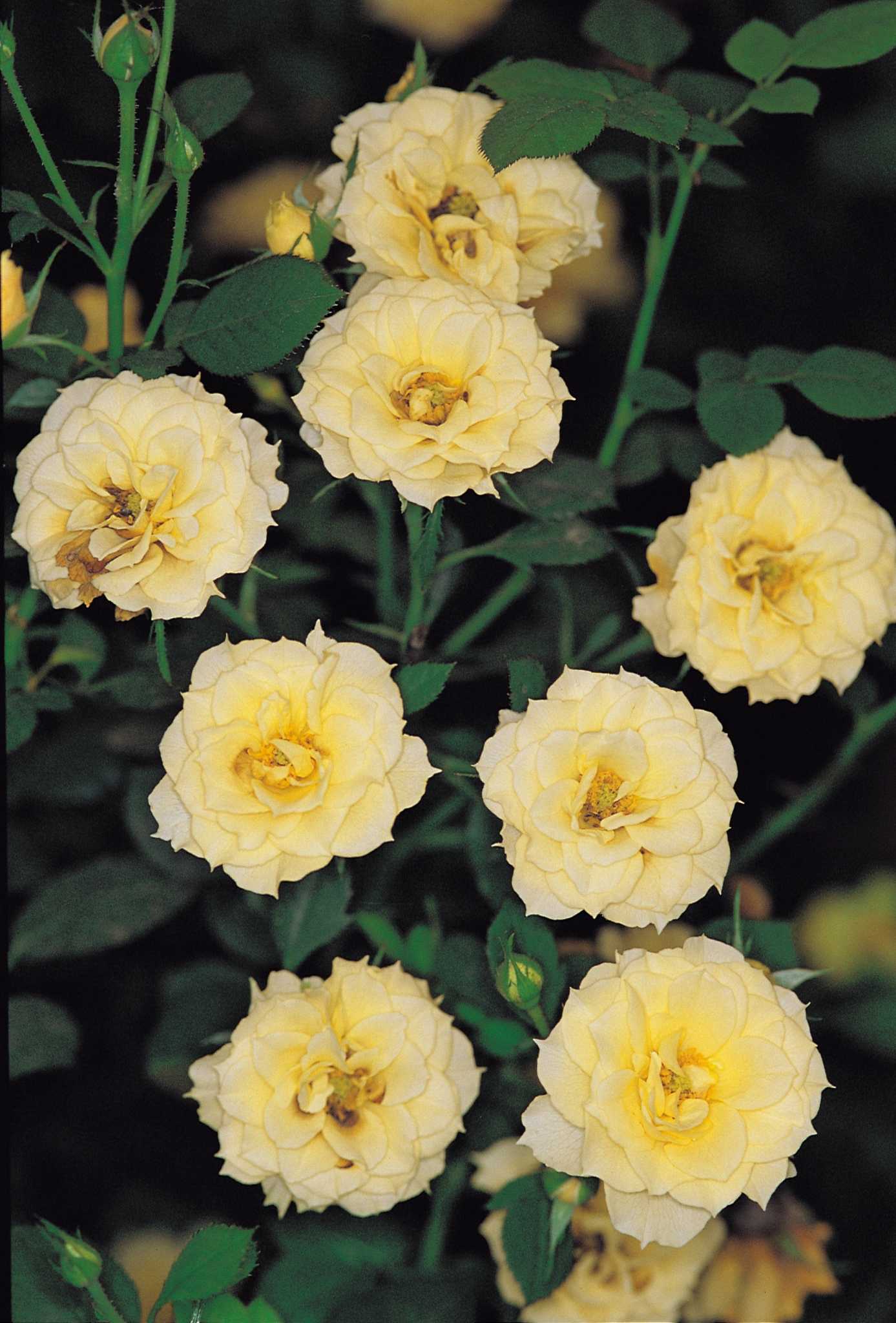 Budworm Control: How To Get Rid Of Budworms On Roses