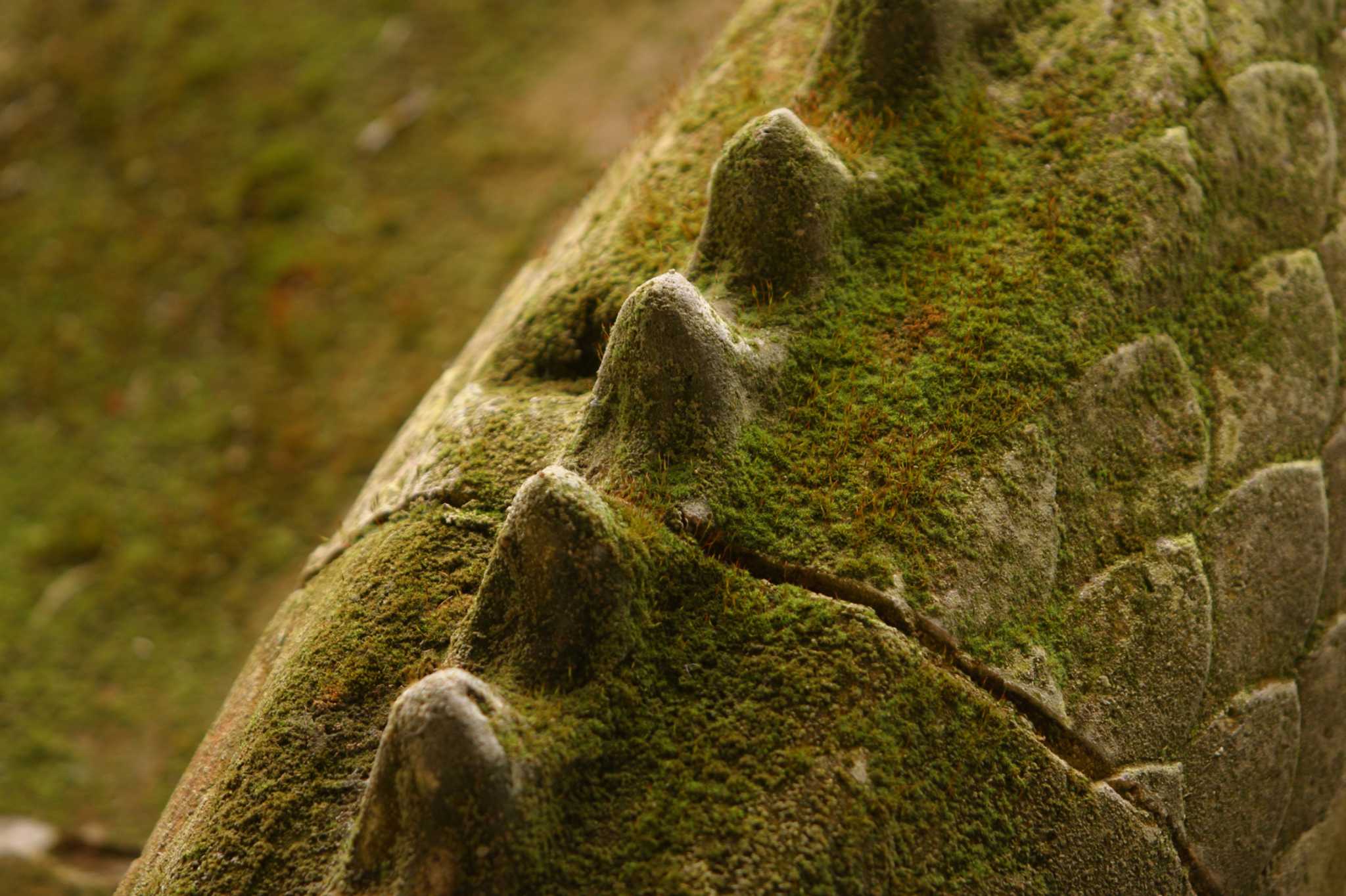 How to Fertilize Moss