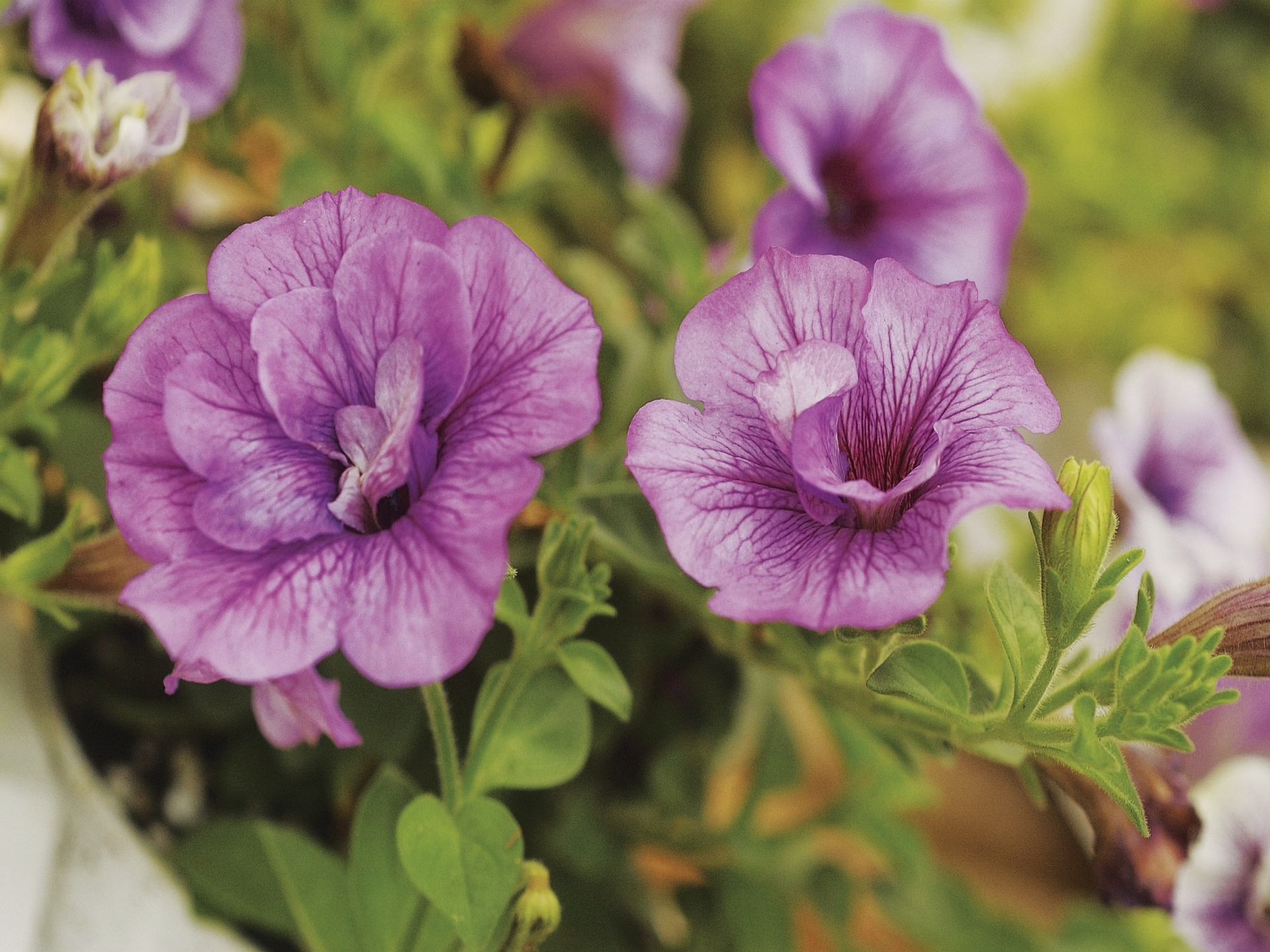 How to Harvest Double Petunia Seeds