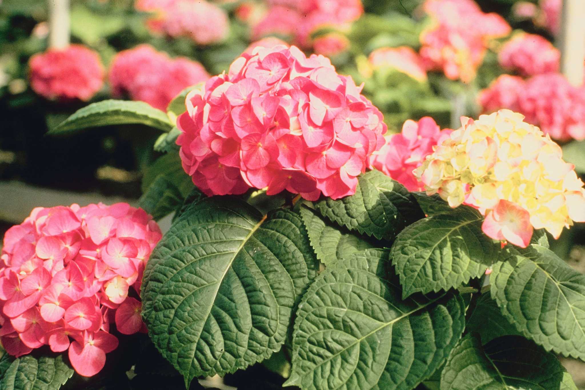 how-to-prune-overgrown-hydrangeas