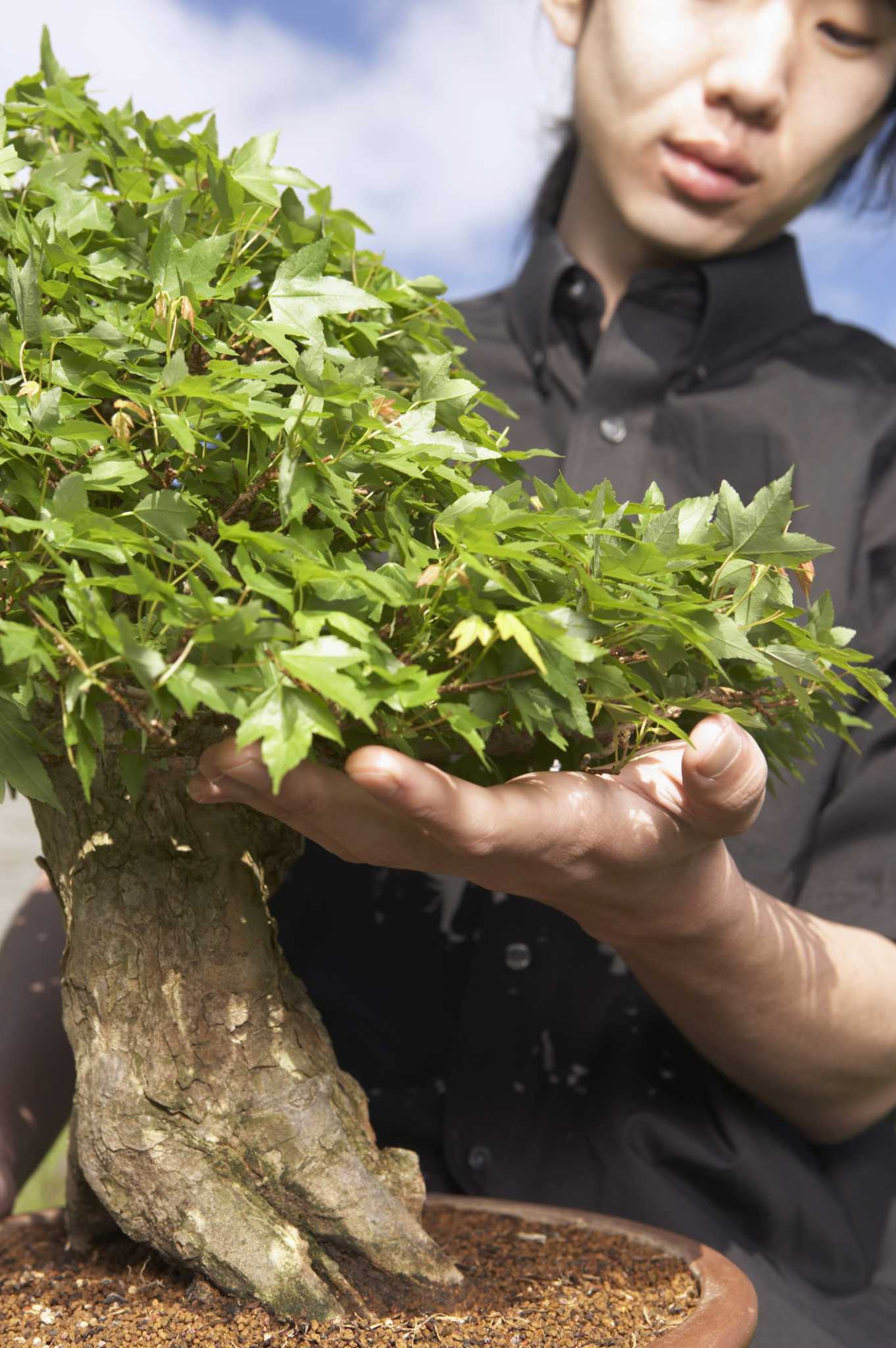 Fertilizer Balls Recipe for Bonsai