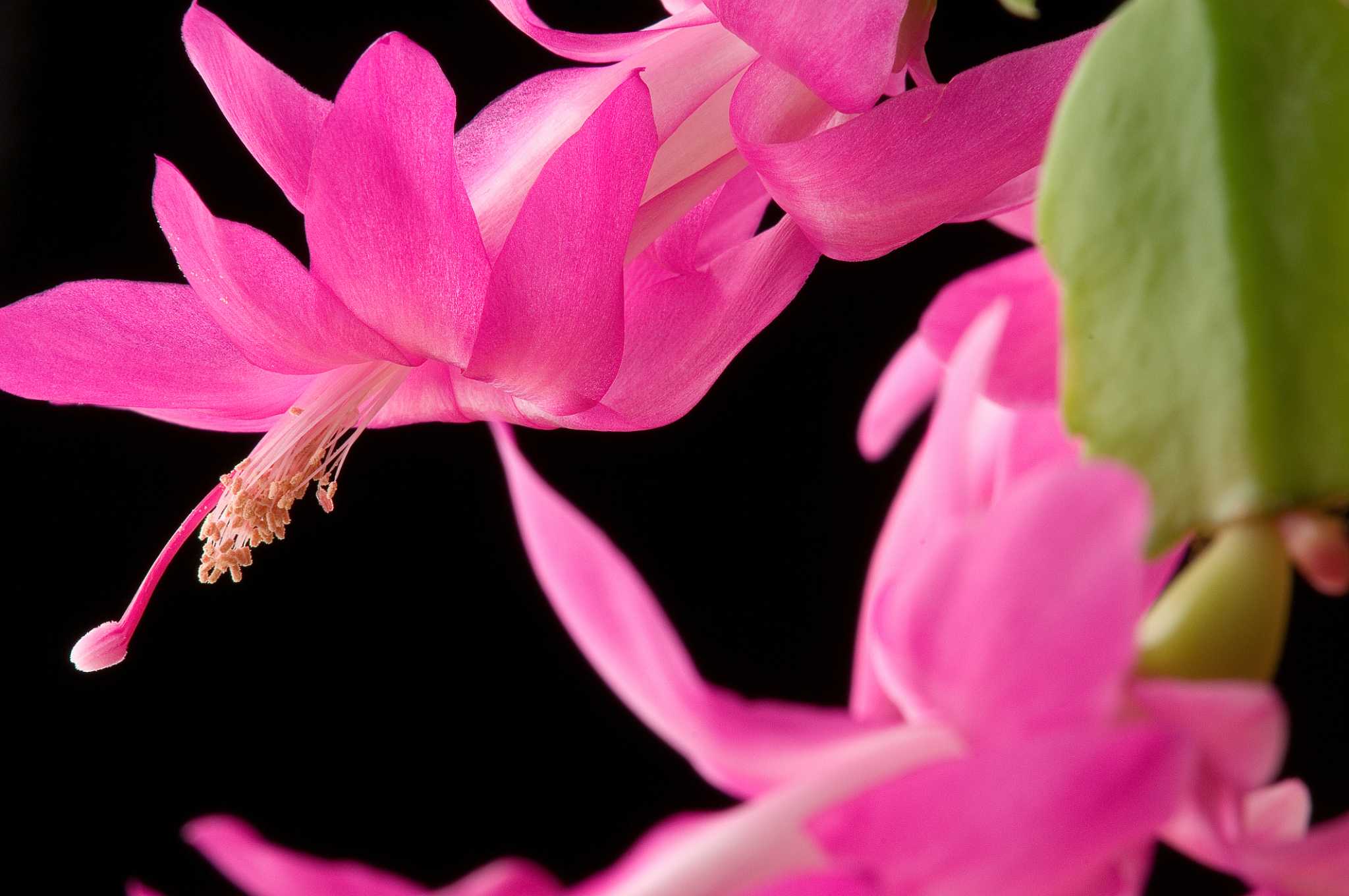 What Fertilizer Is Best for a Christmas Cactus?