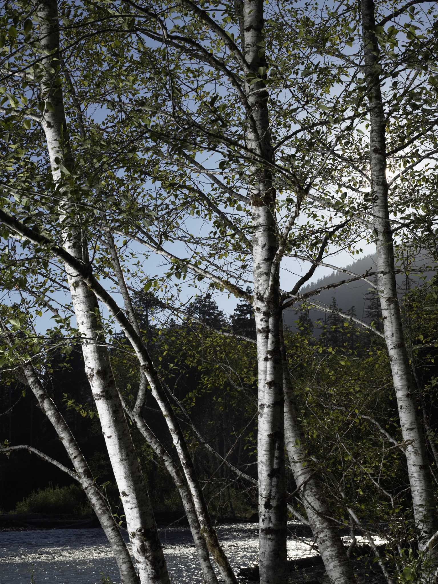 How to Fertilize River Birches