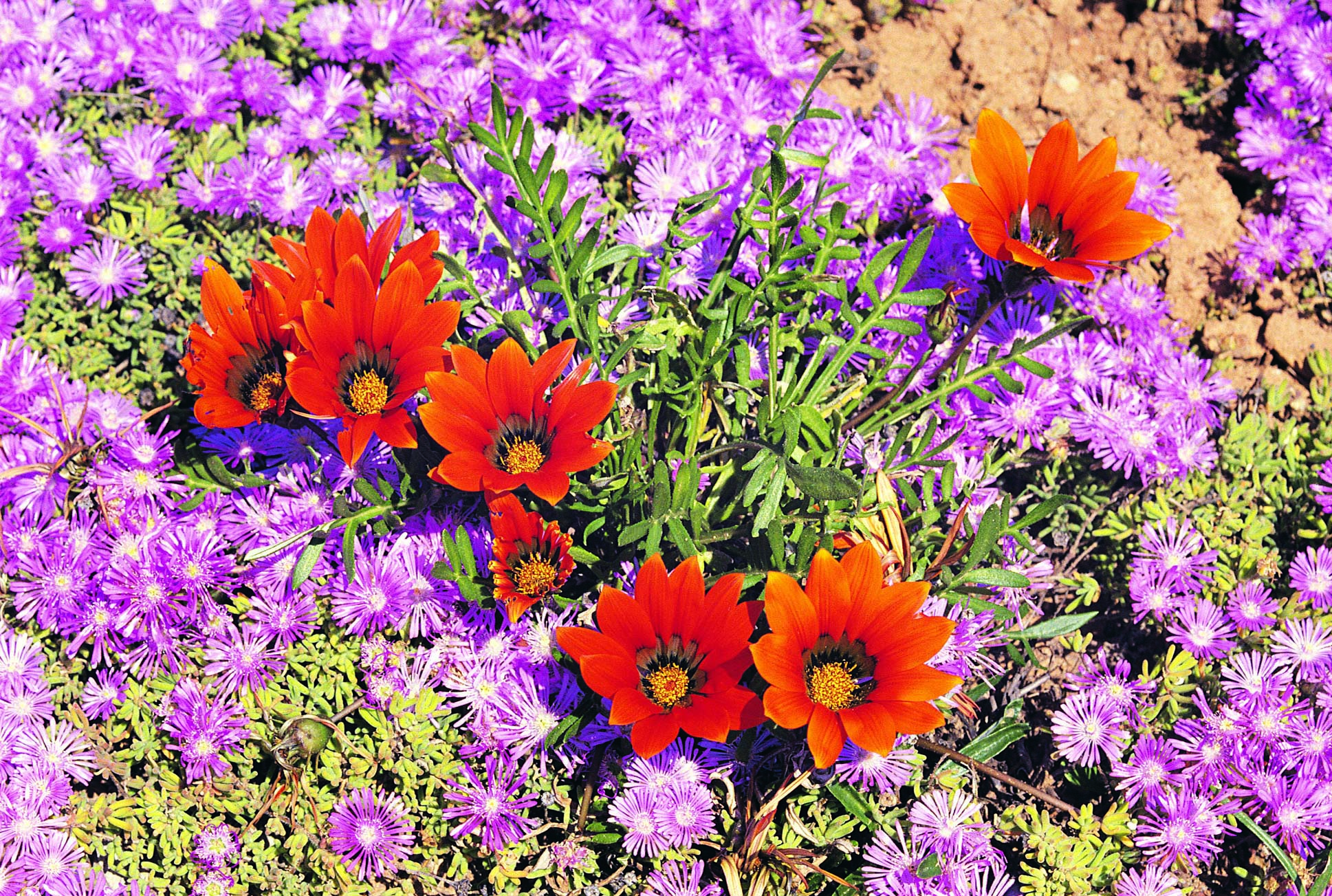 Gazania Flowers