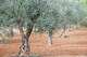 Olives are very long-lived trees.