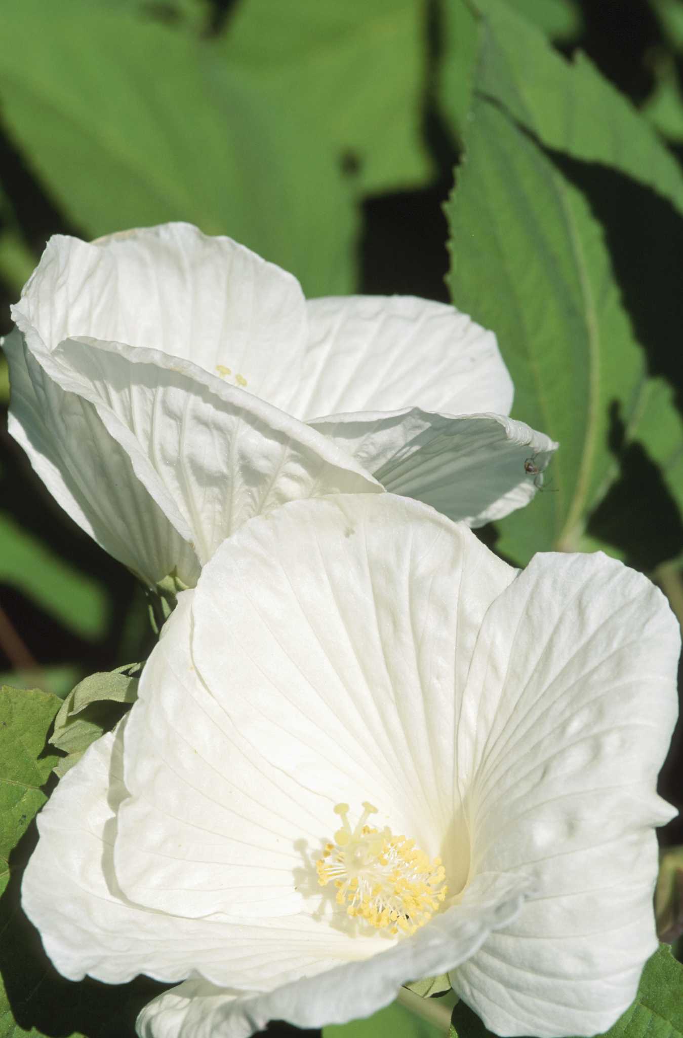 When to Fertilize the Rose of Sharon
