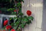 How to Prune Miniature Roses During Winter