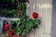 How to Prune Miniature Roses During Winter