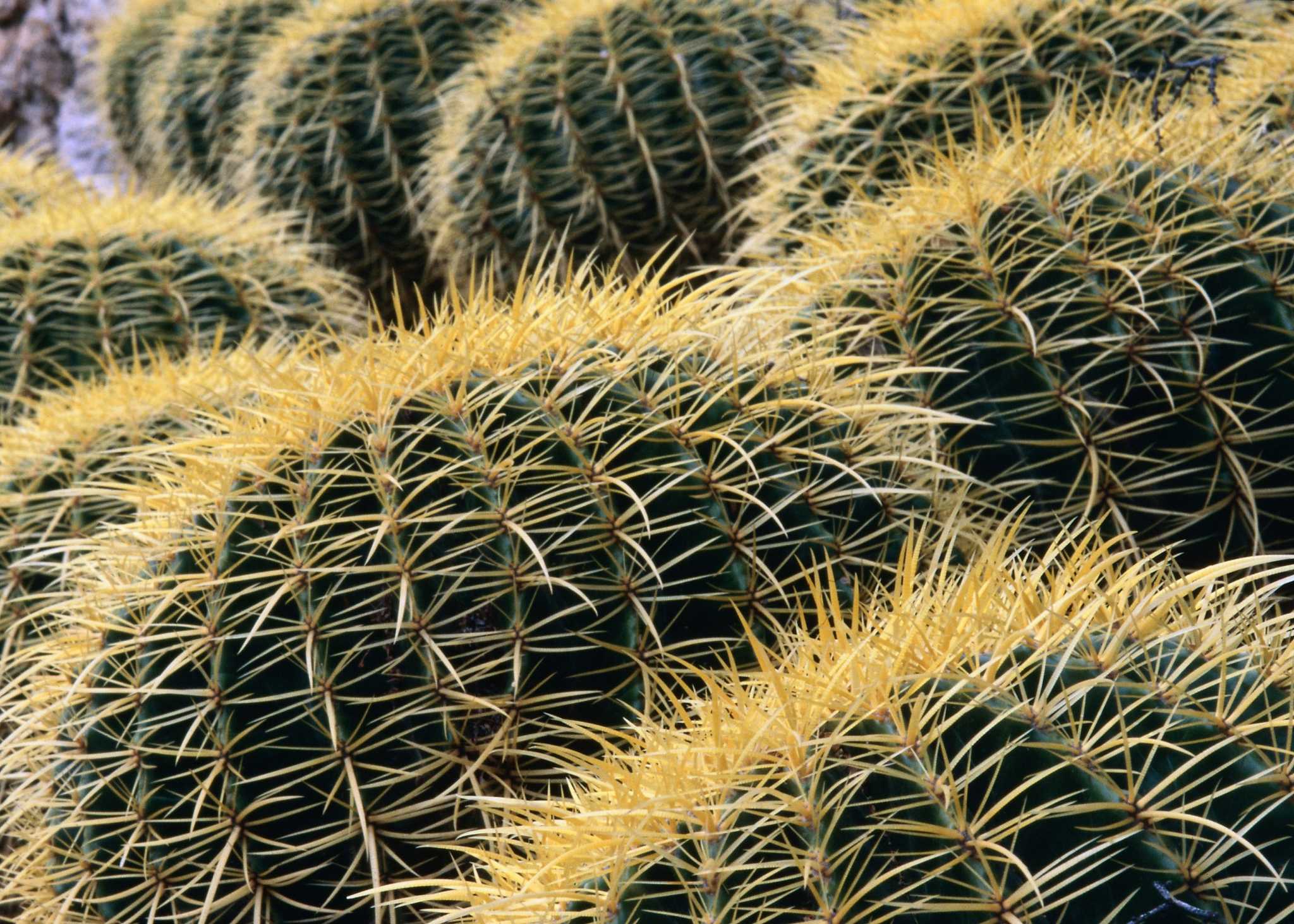 Seed of the Week: Barrel Cactus – Growing With Science Blog