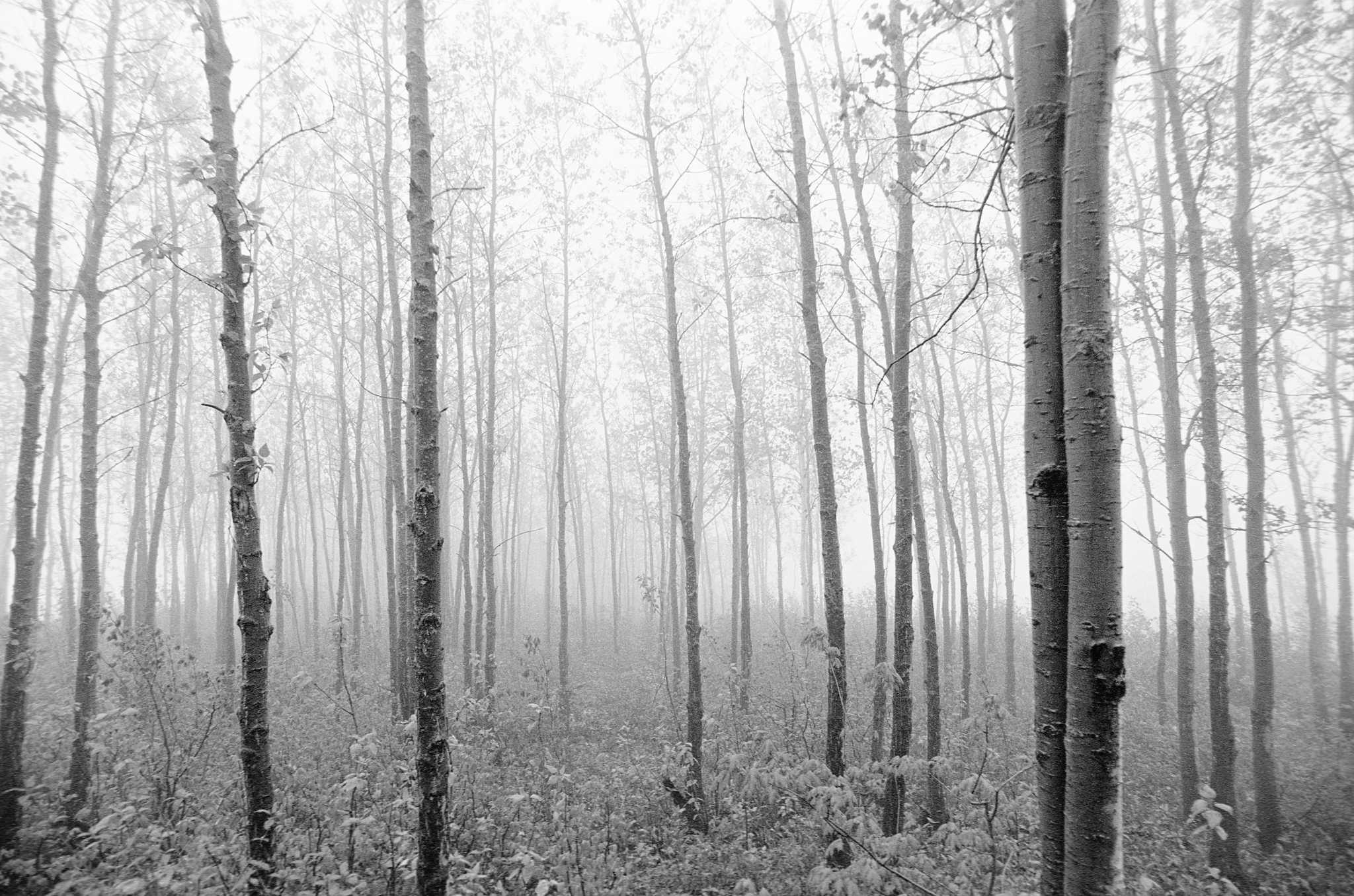 Fertilizer for River Red Birch Trees