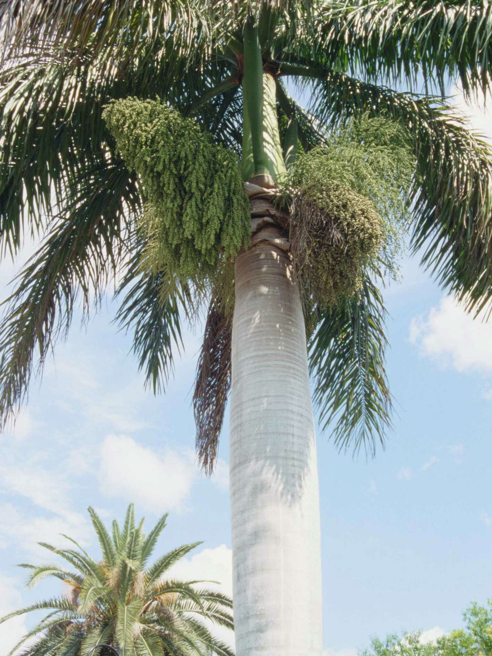 How to Plant Cuban Royal Palm Seed