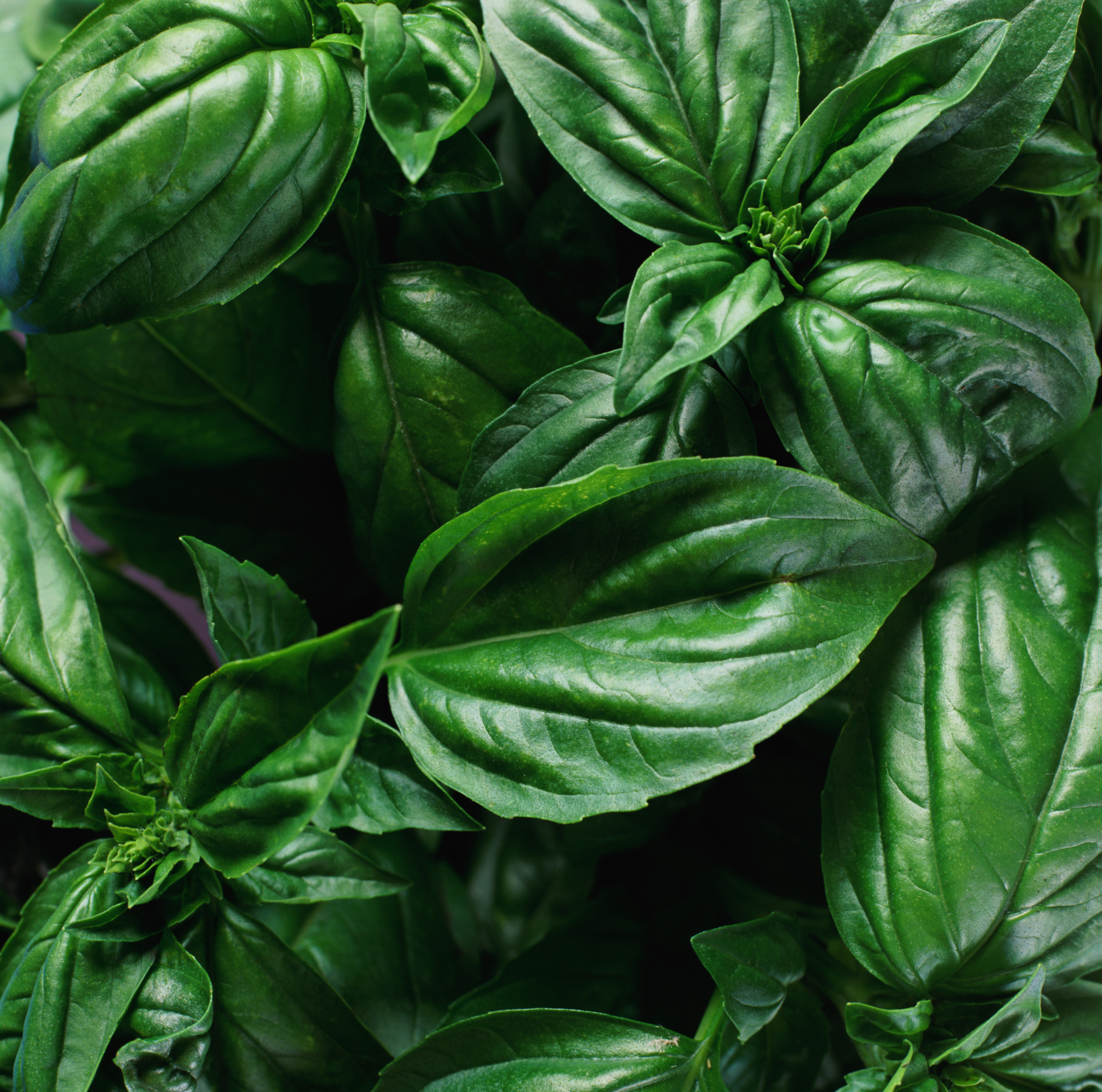 How to Remove Pesty Gnats from an Indoor Basil Plant