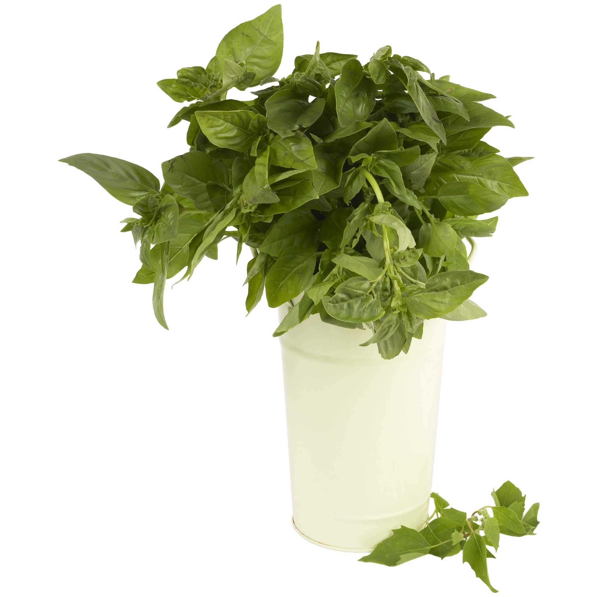 How to Kill a Whitefly on Basil Plants Without Killing the Plant