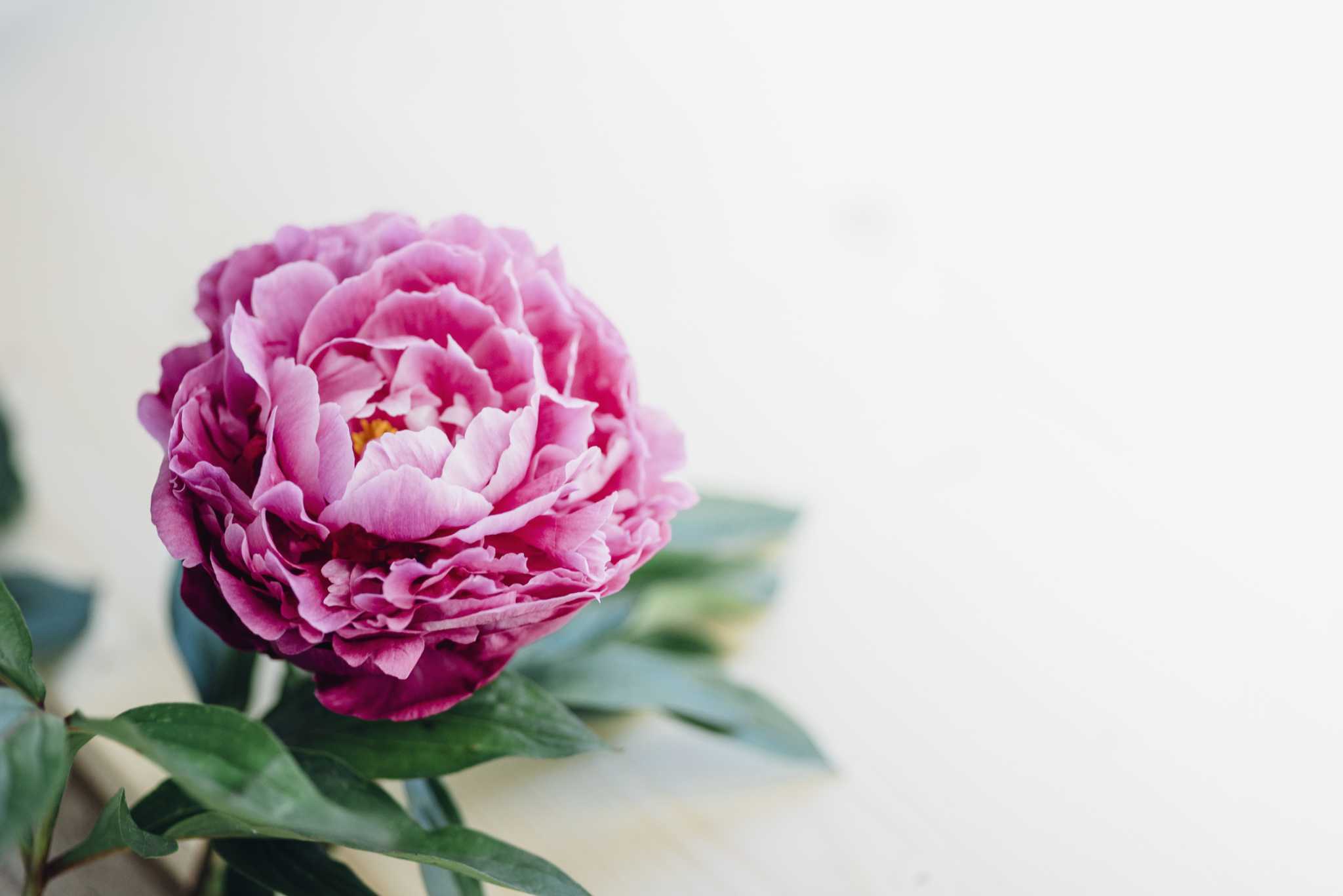 what-fertilizer-to-use-for-peonies