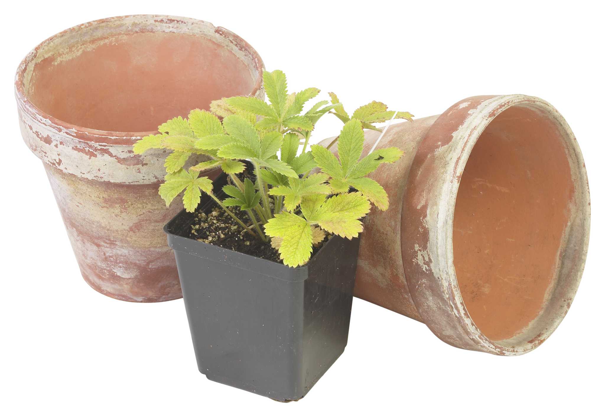 How to Fertilize Strawberries in Containers