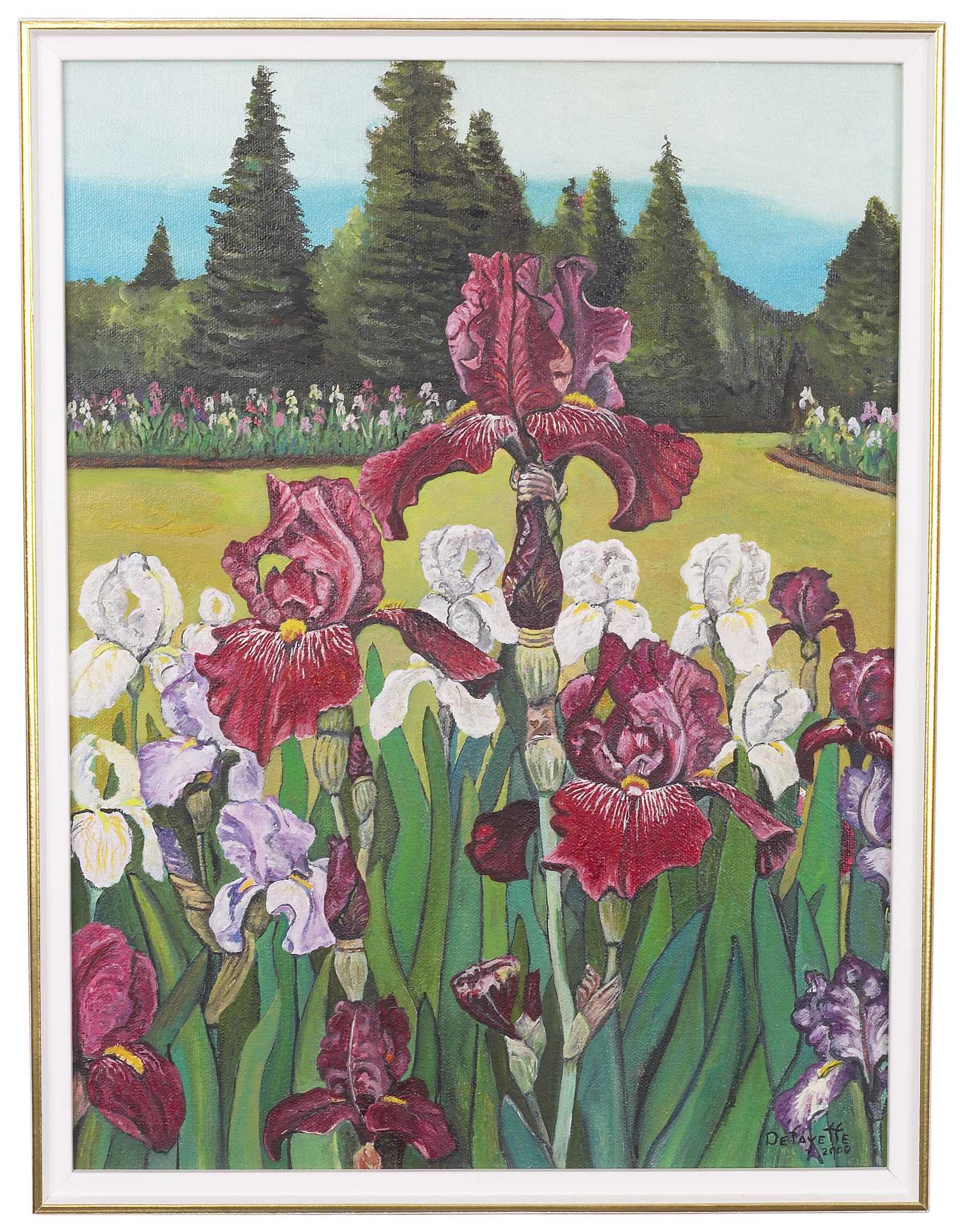 Why Do Bearded Irises Not Flower Every Year?