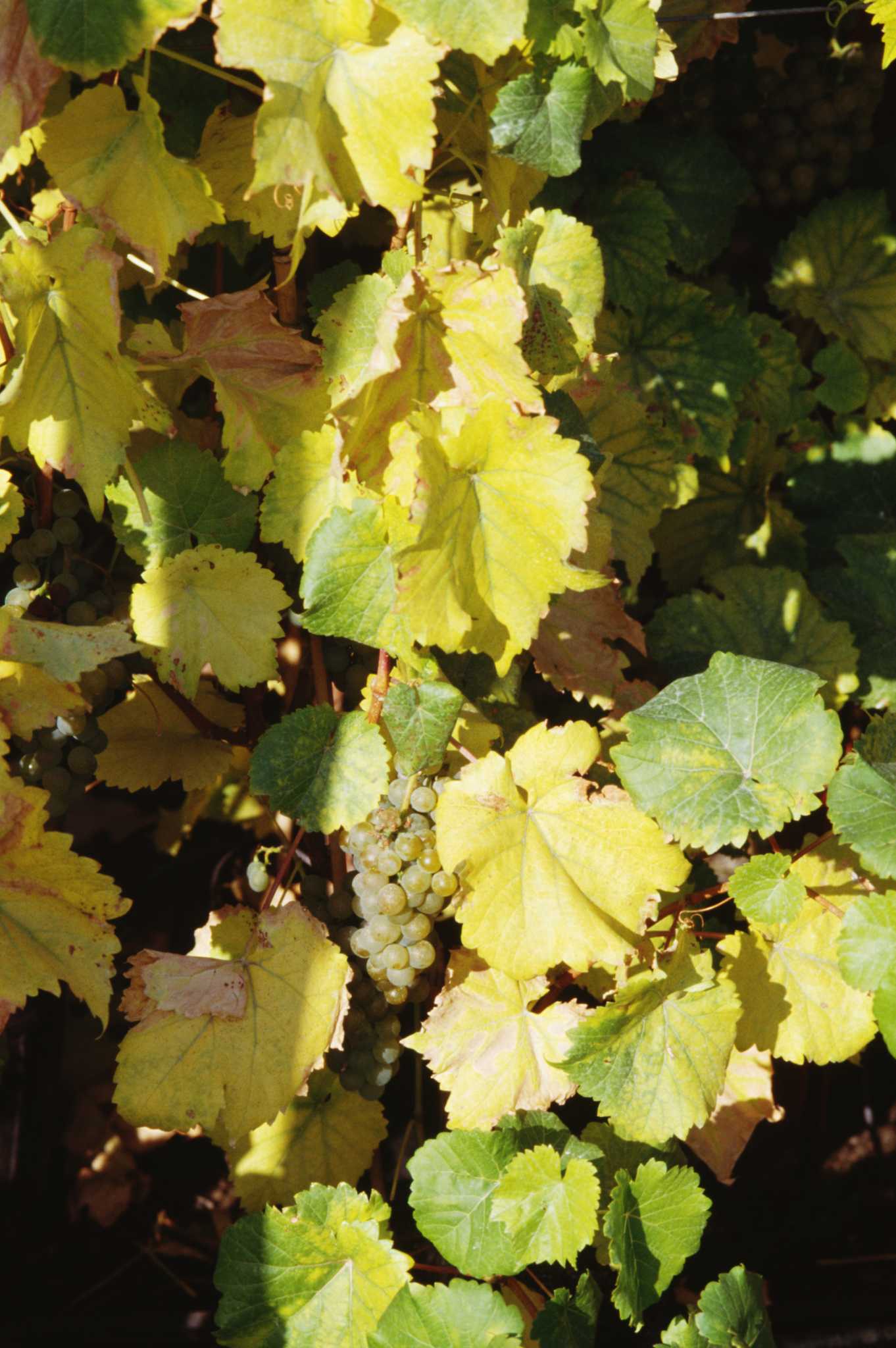 Fertilizing Grapes With Compost