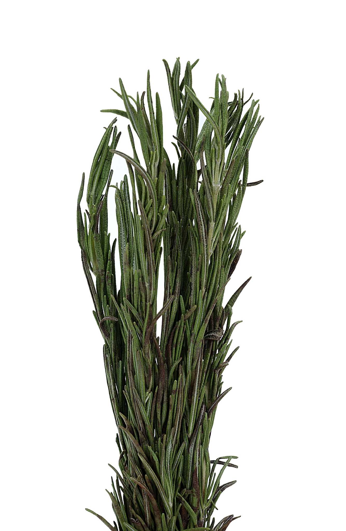 Are Rosemary Plants Safe for Pets?