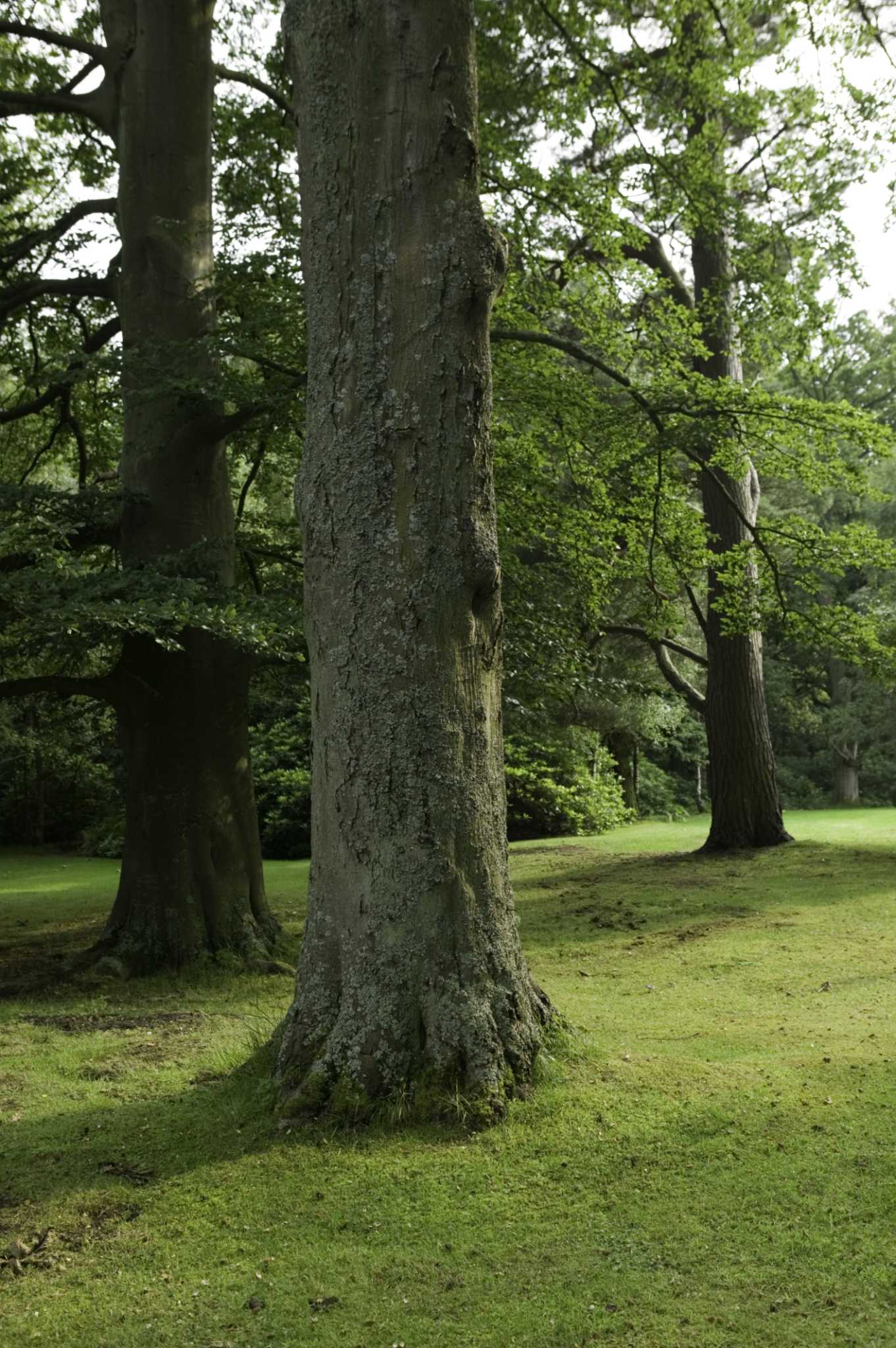 How to Figure out the Circumference of a Tree