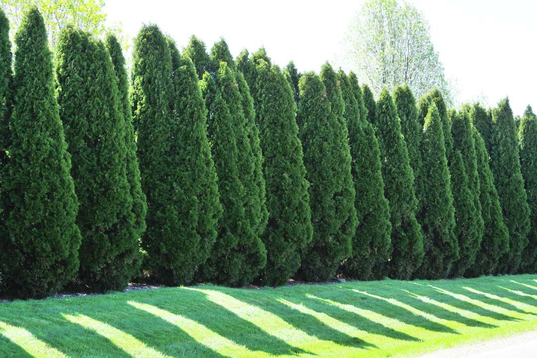 Which Is Better: Cypress or 'Green Giant' Arborvitae?