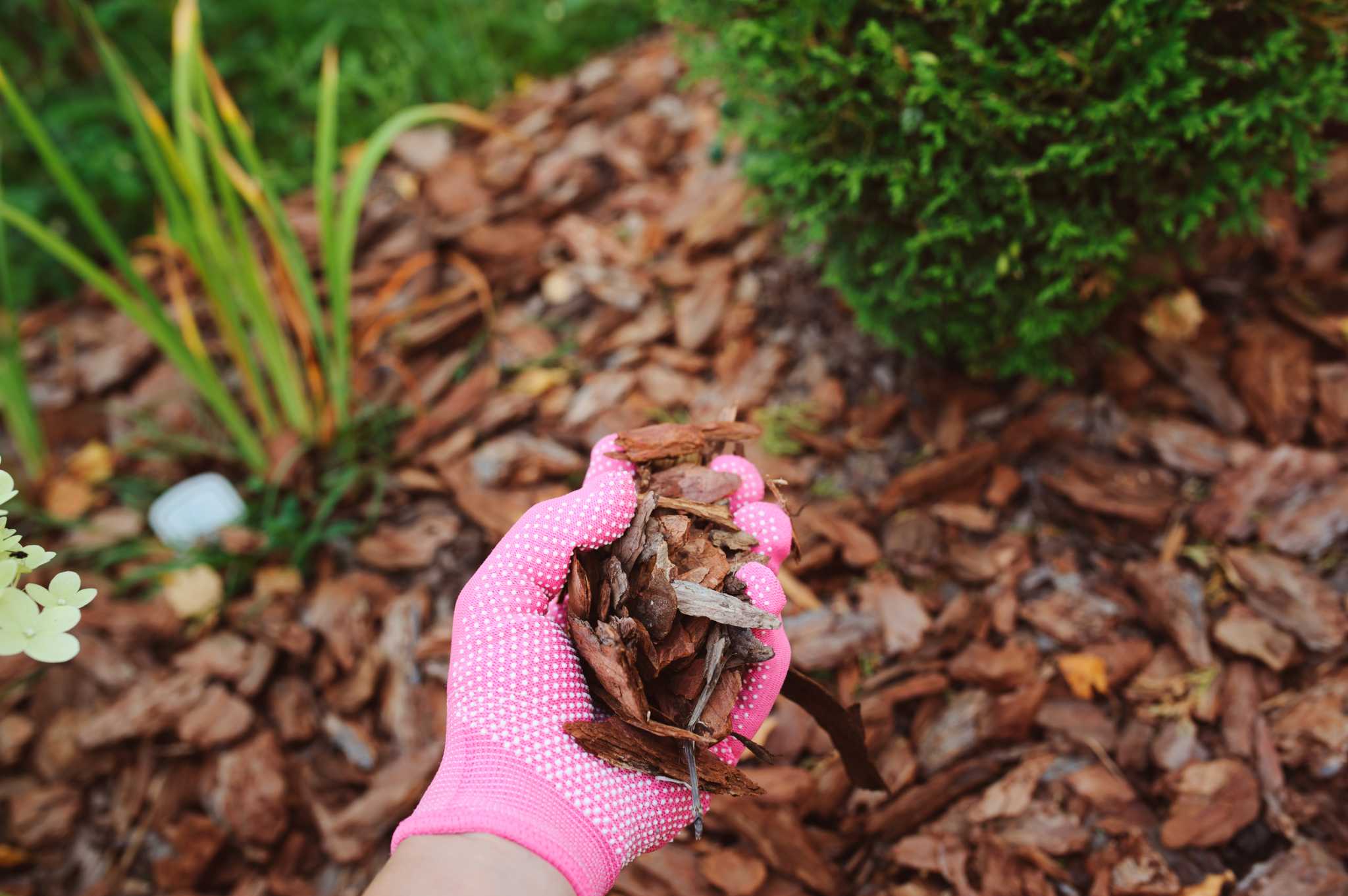 How To Use Cedar Mulch On Veggie Plants