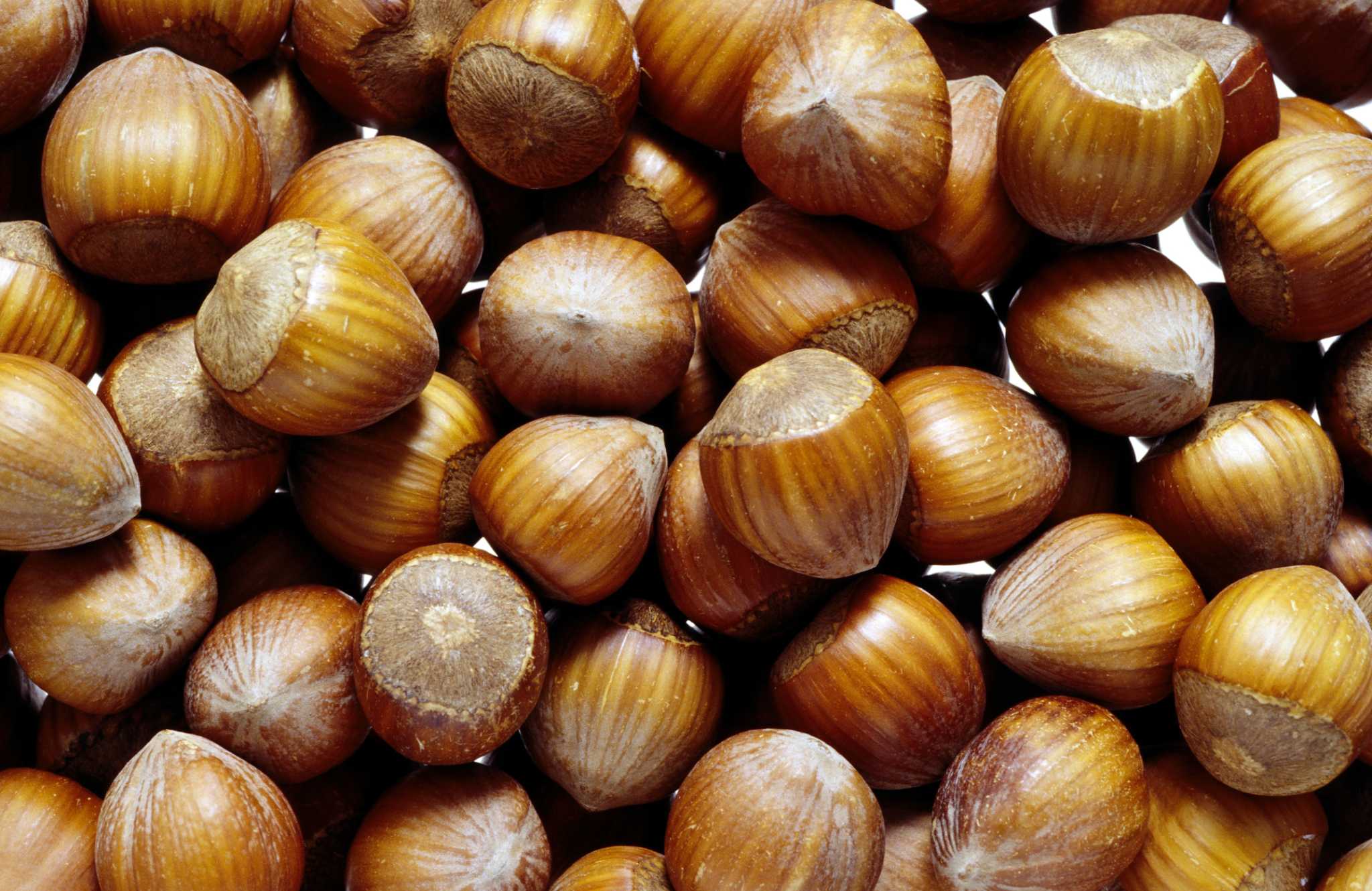 Filbert Nut Tree Problems