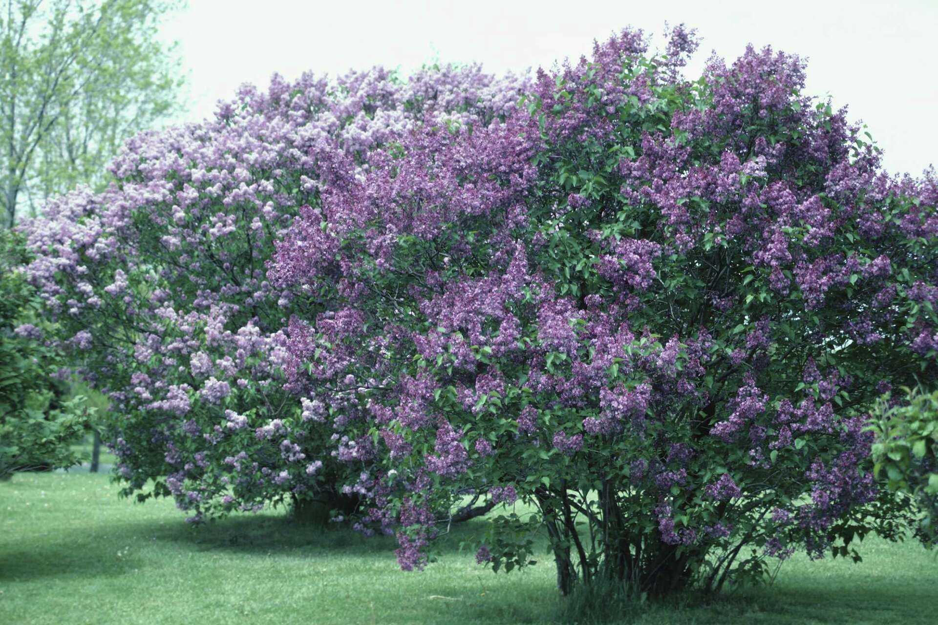 How Big Does a Lilac Bush Get?