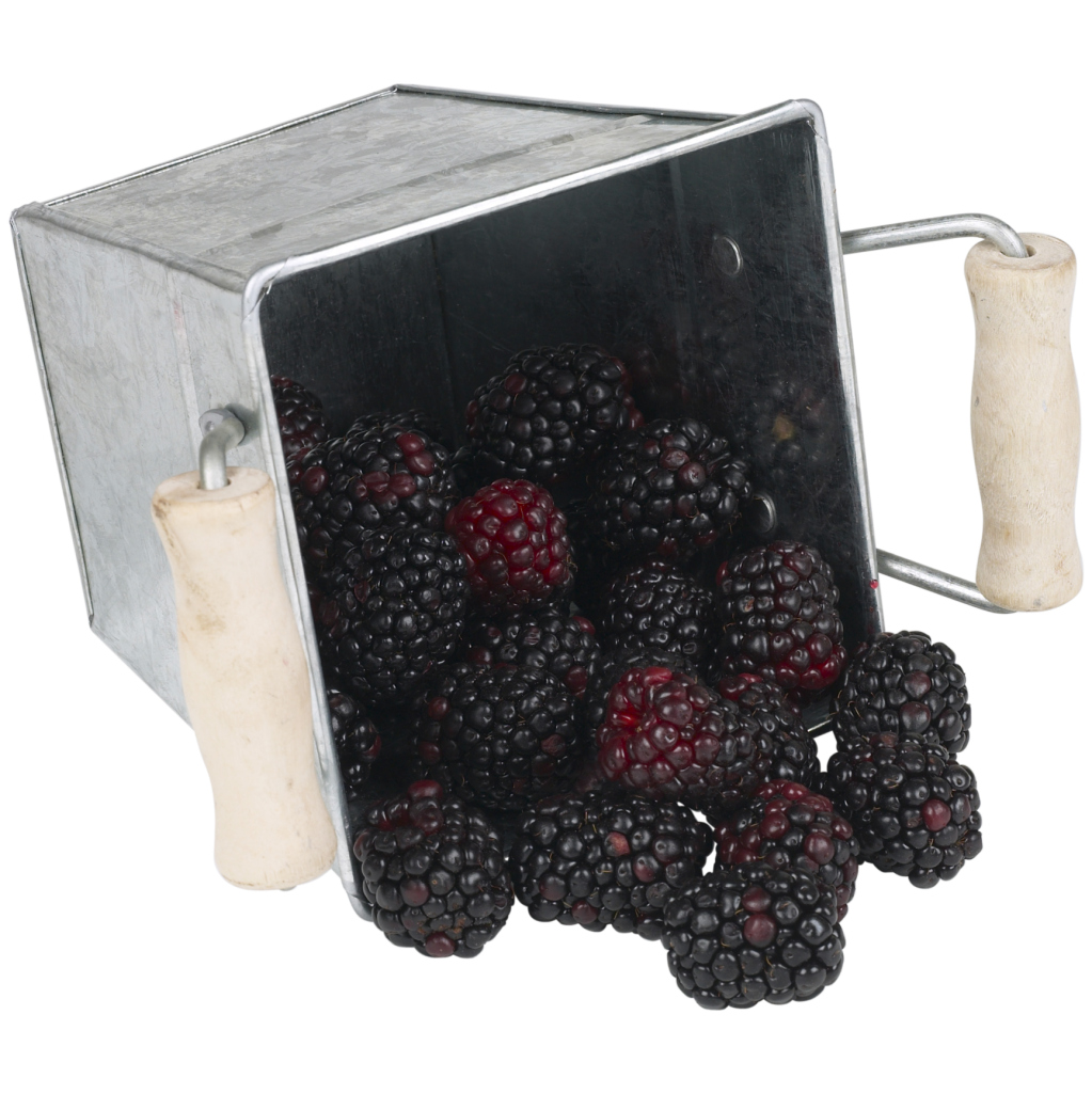 The Best Blackberries for Containers