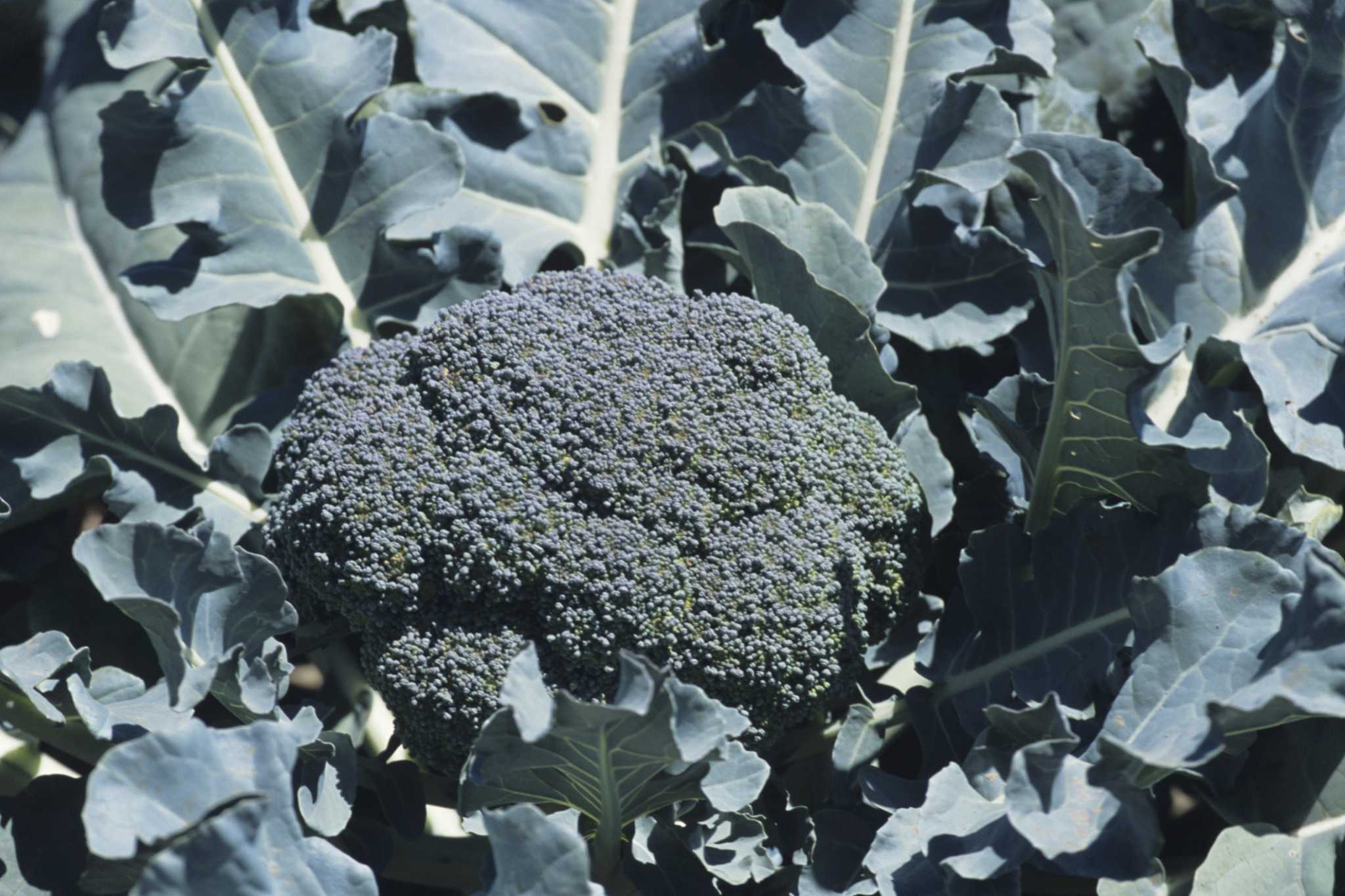 How to Grow Broccoli in Shade