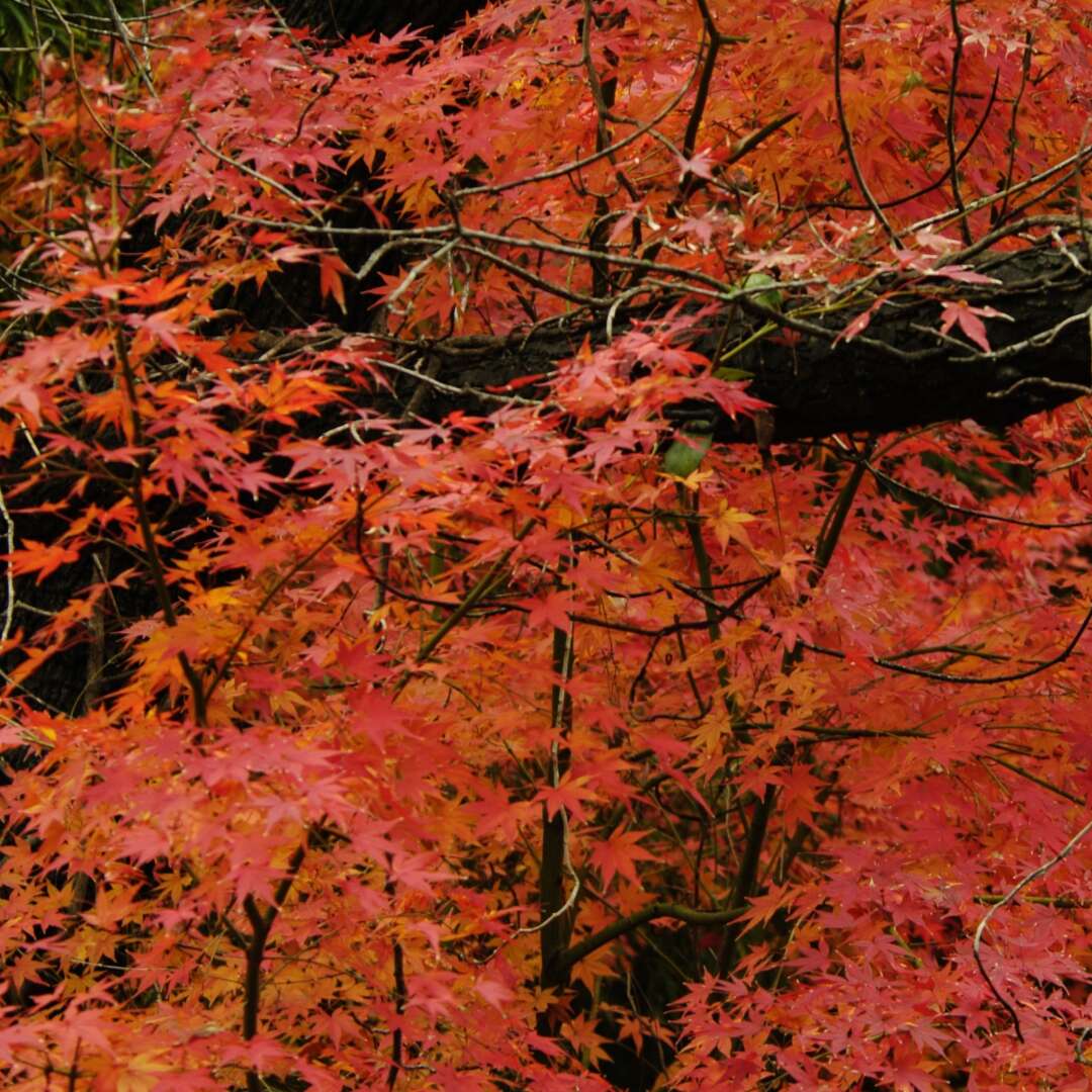 Can You Trim a Japanese Maple Bush to Look Like a Tree?