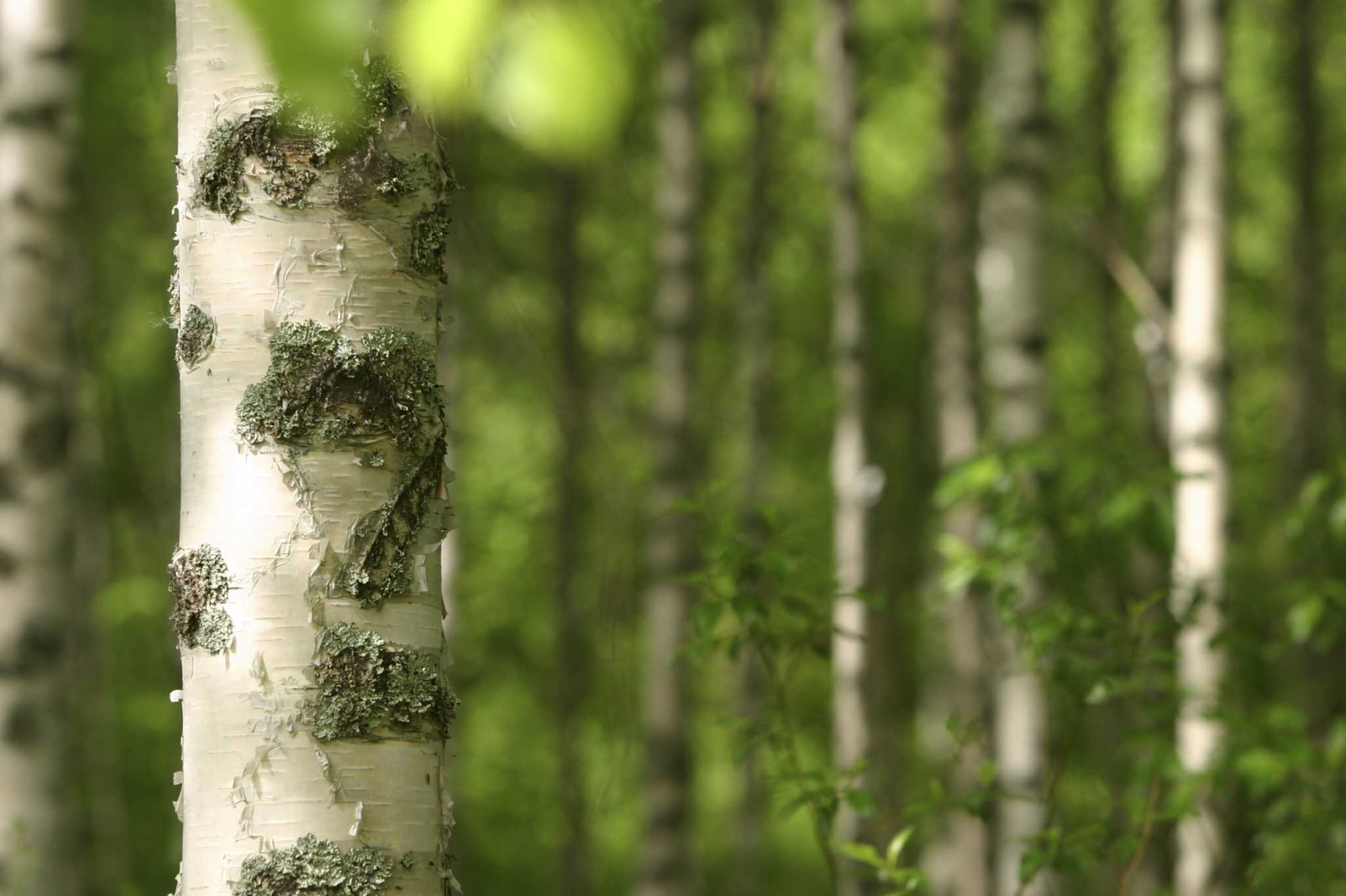 Wood Eating Beetles and River Birch