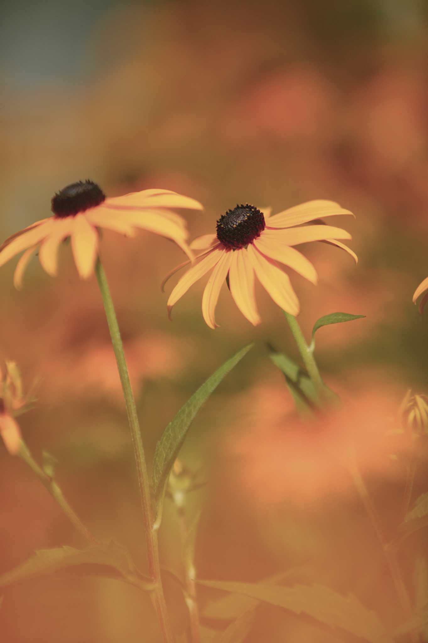 Do BlackEyed Susans Come Up From the Roots Each Year?