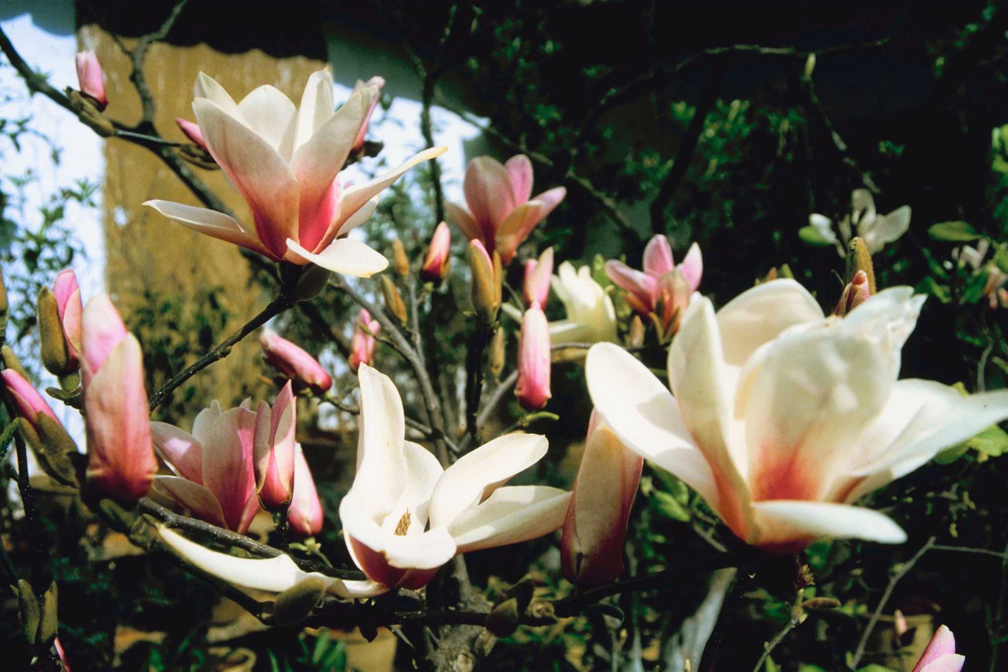 Magnolia Tree Problems Ants