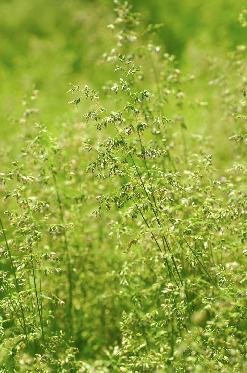 Black Plastic Vs. Clear Plastic for Killing Weeds