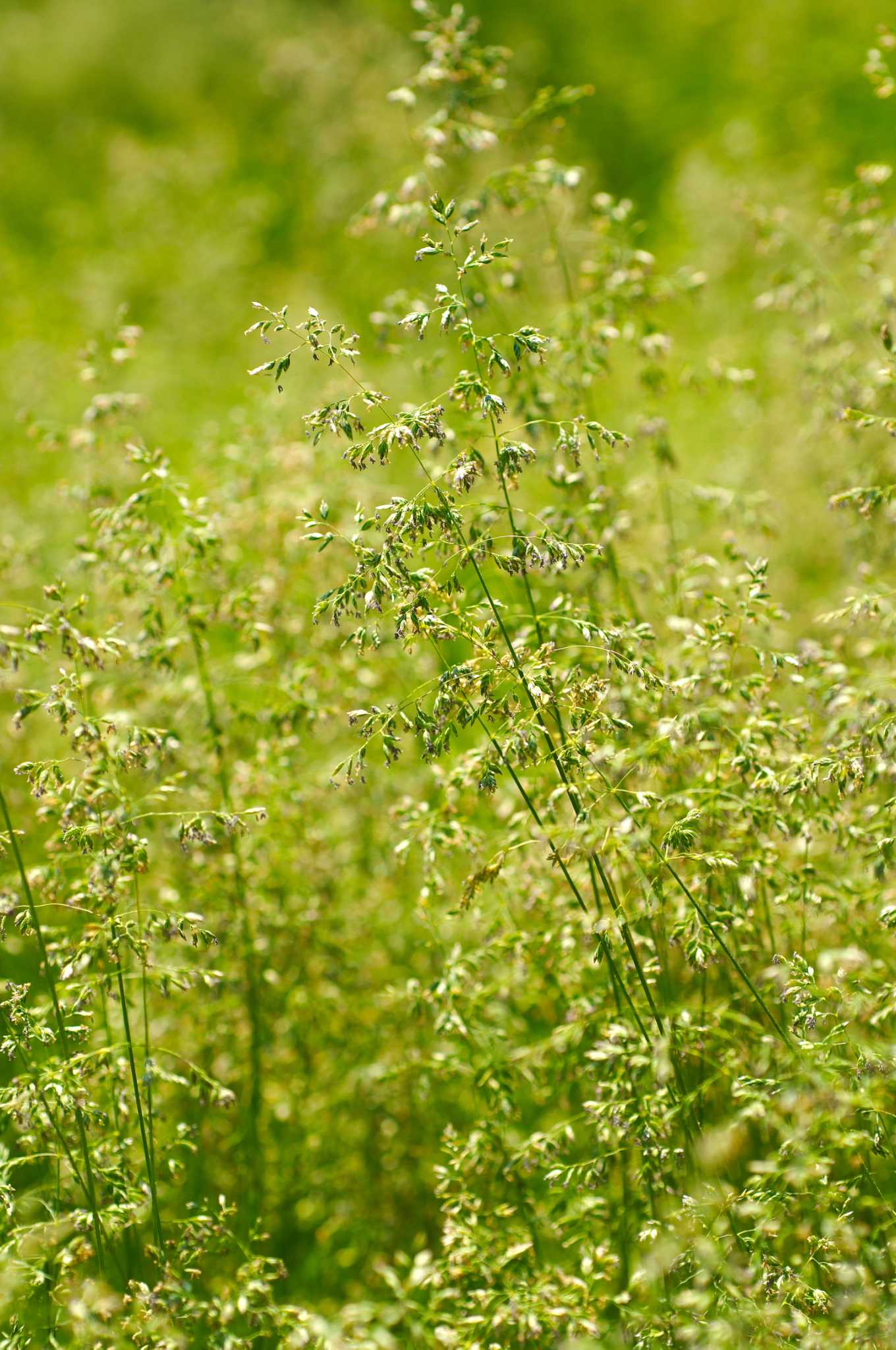 Black Plastic Vs. Clear Plastic for Killing Weeds