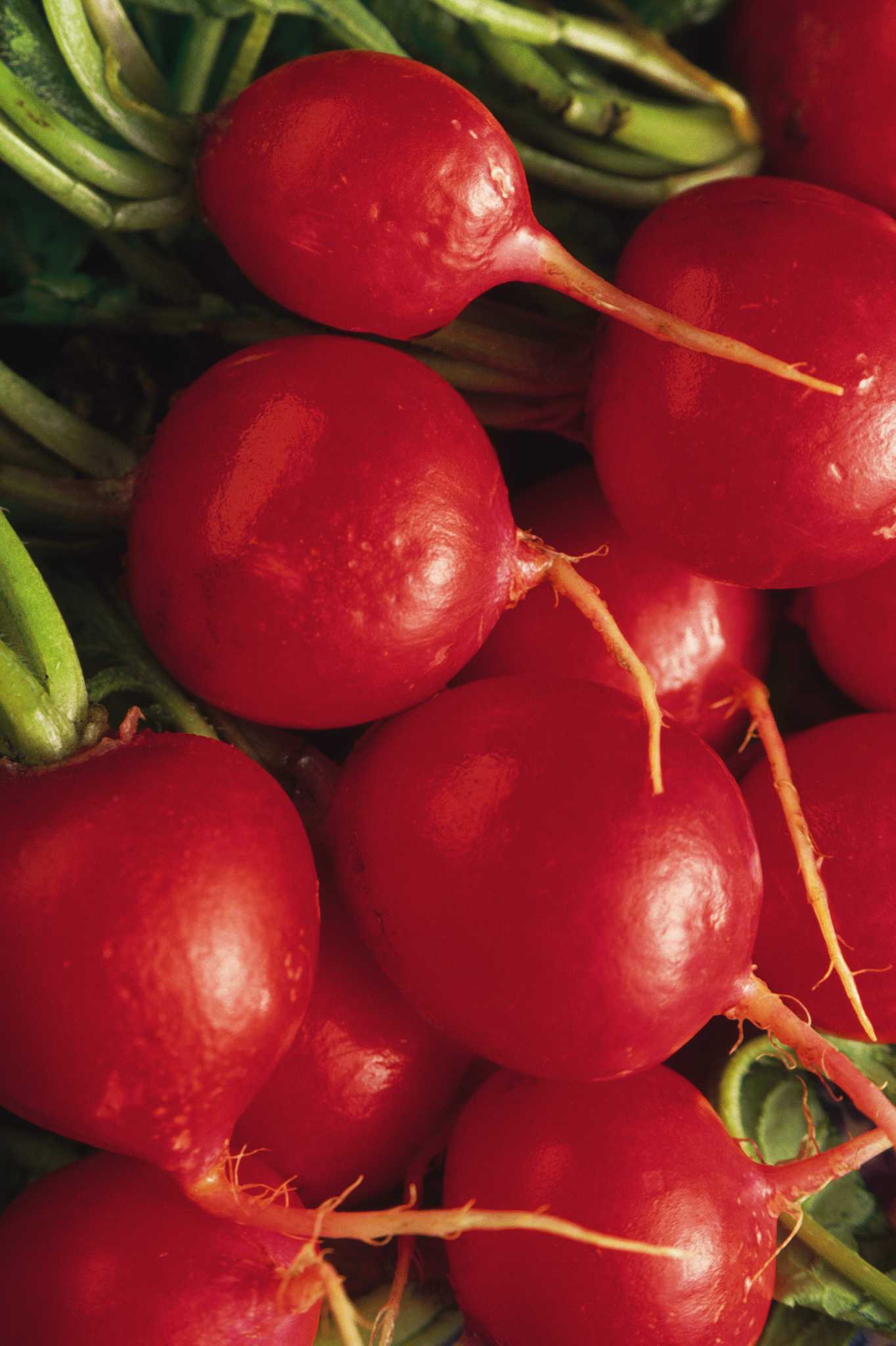 black-root-rot-in-radishes