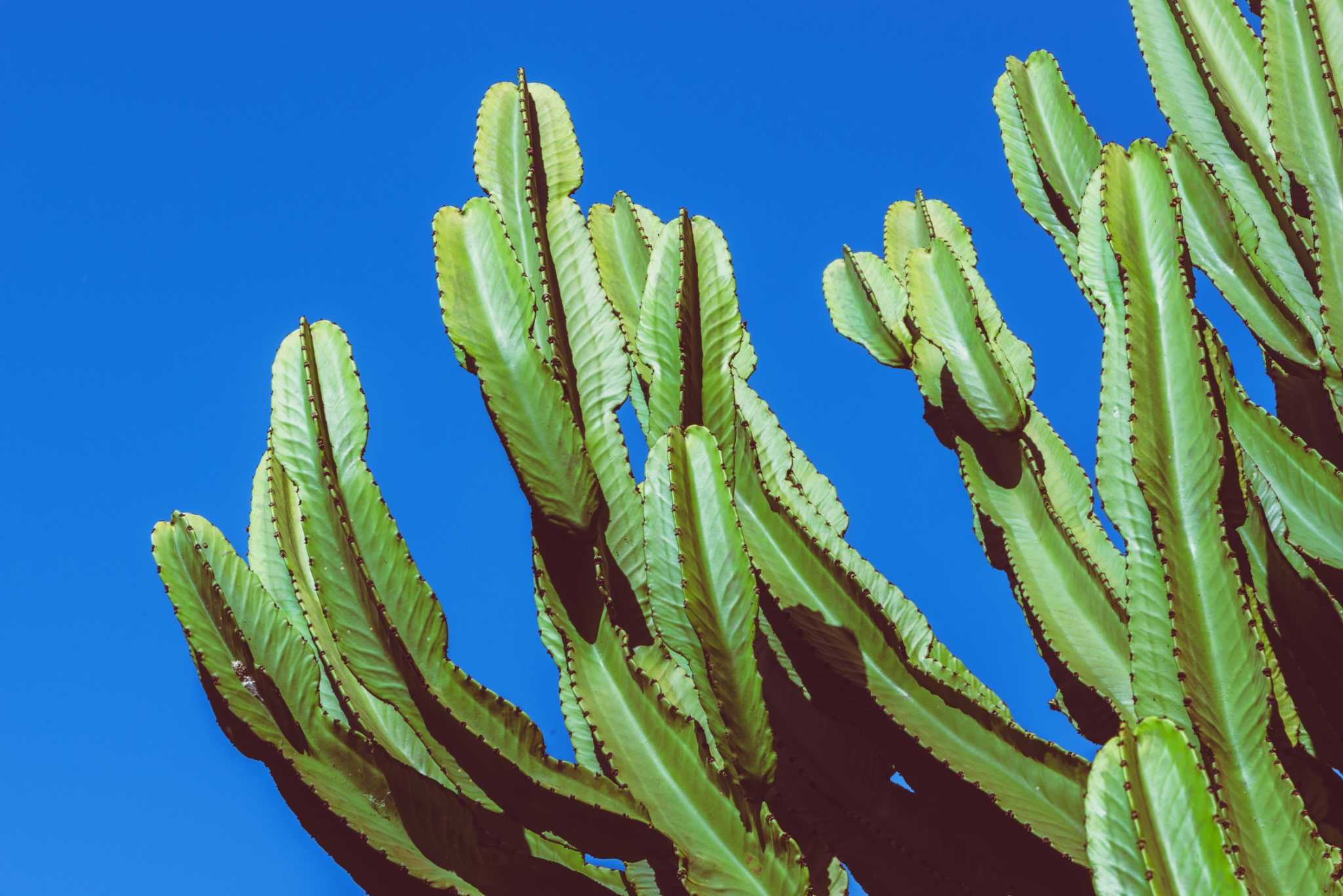 What Could Be Causing Brown Spots on Indoor Cactus Plants?