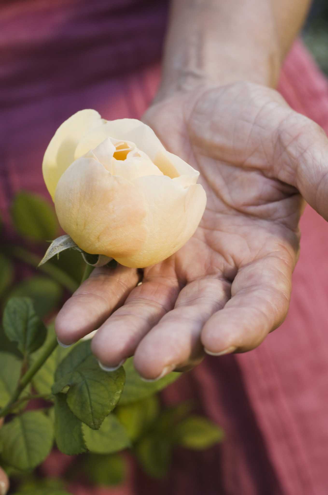 Black Spots on Rose Petals