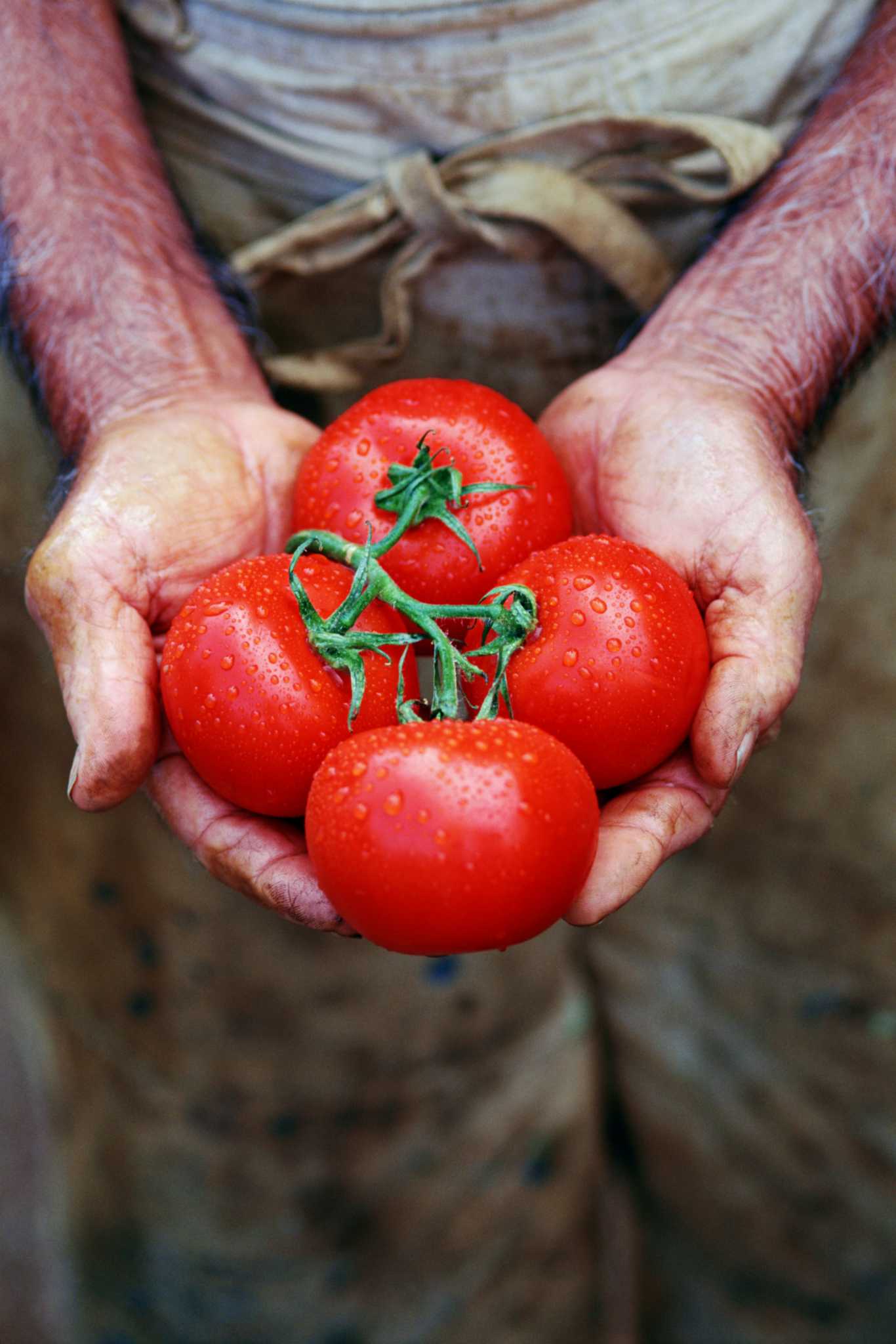 is-fish-oil-a-good-fertilizer-for-tomato-plants