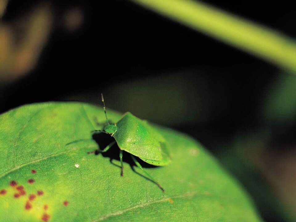 Do Boxwoods Attract Stink Bugs?