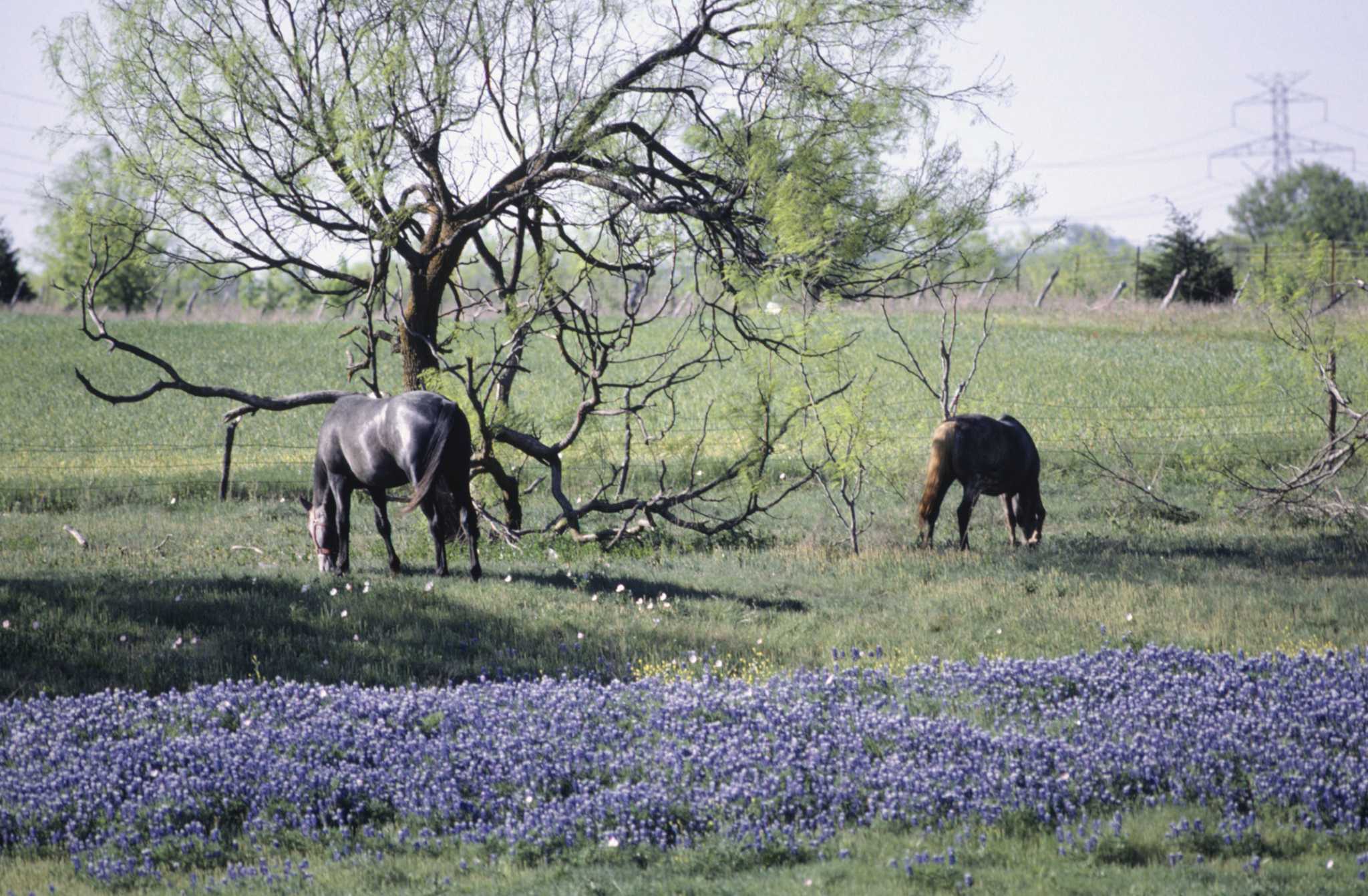 Other Names For The Bluebonnet