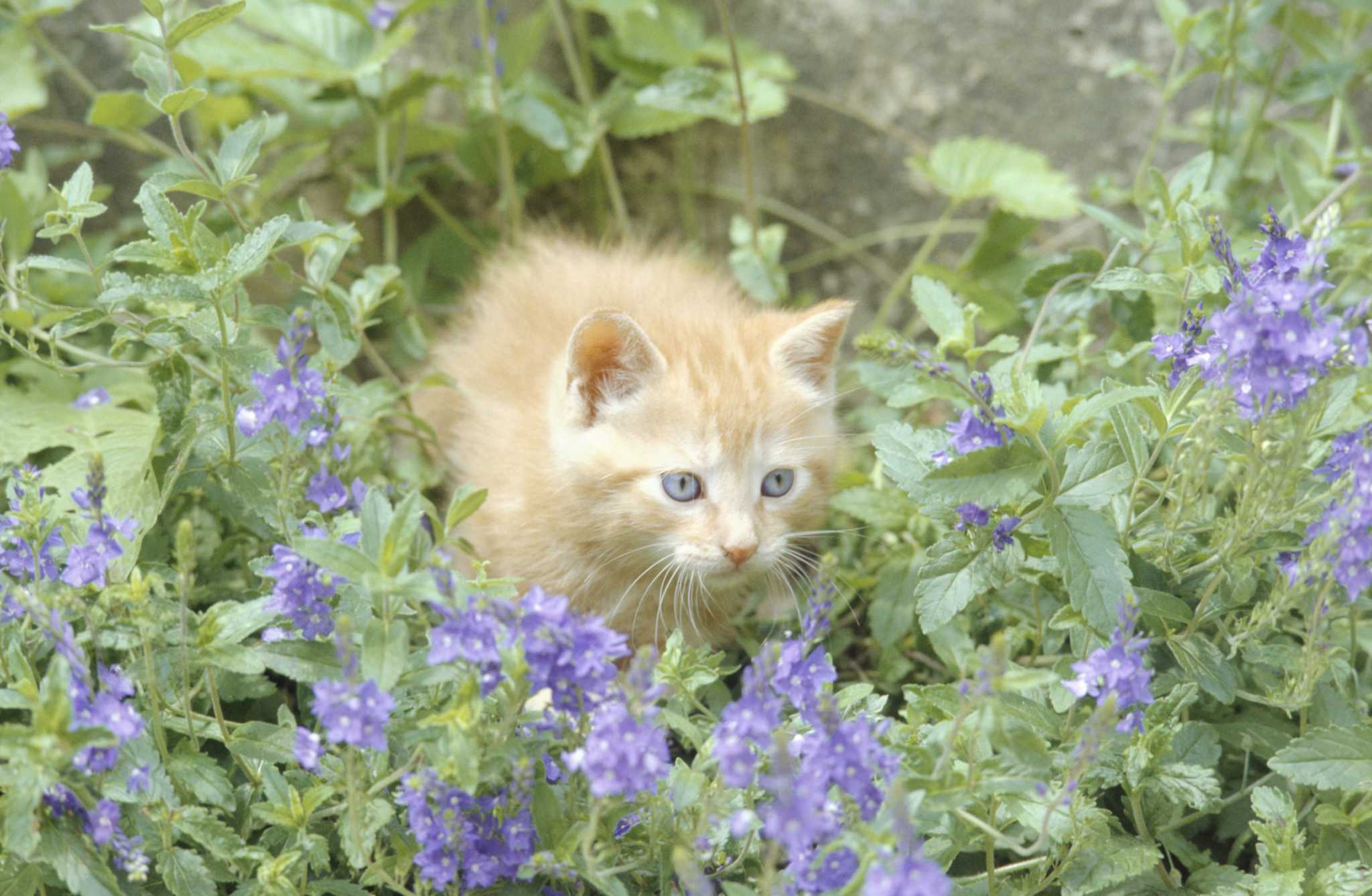 Is Blue Fescue Grass Poisonous to Cats?