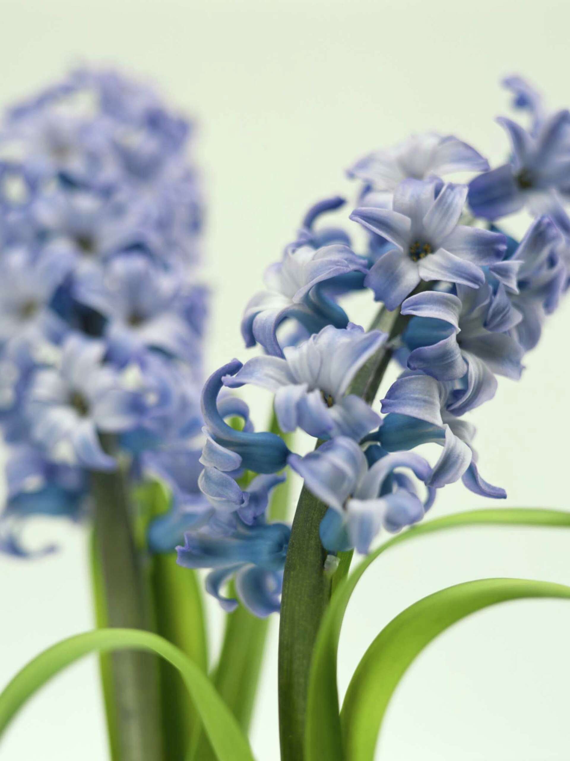 Do Rabbits Eat Hyacinths?