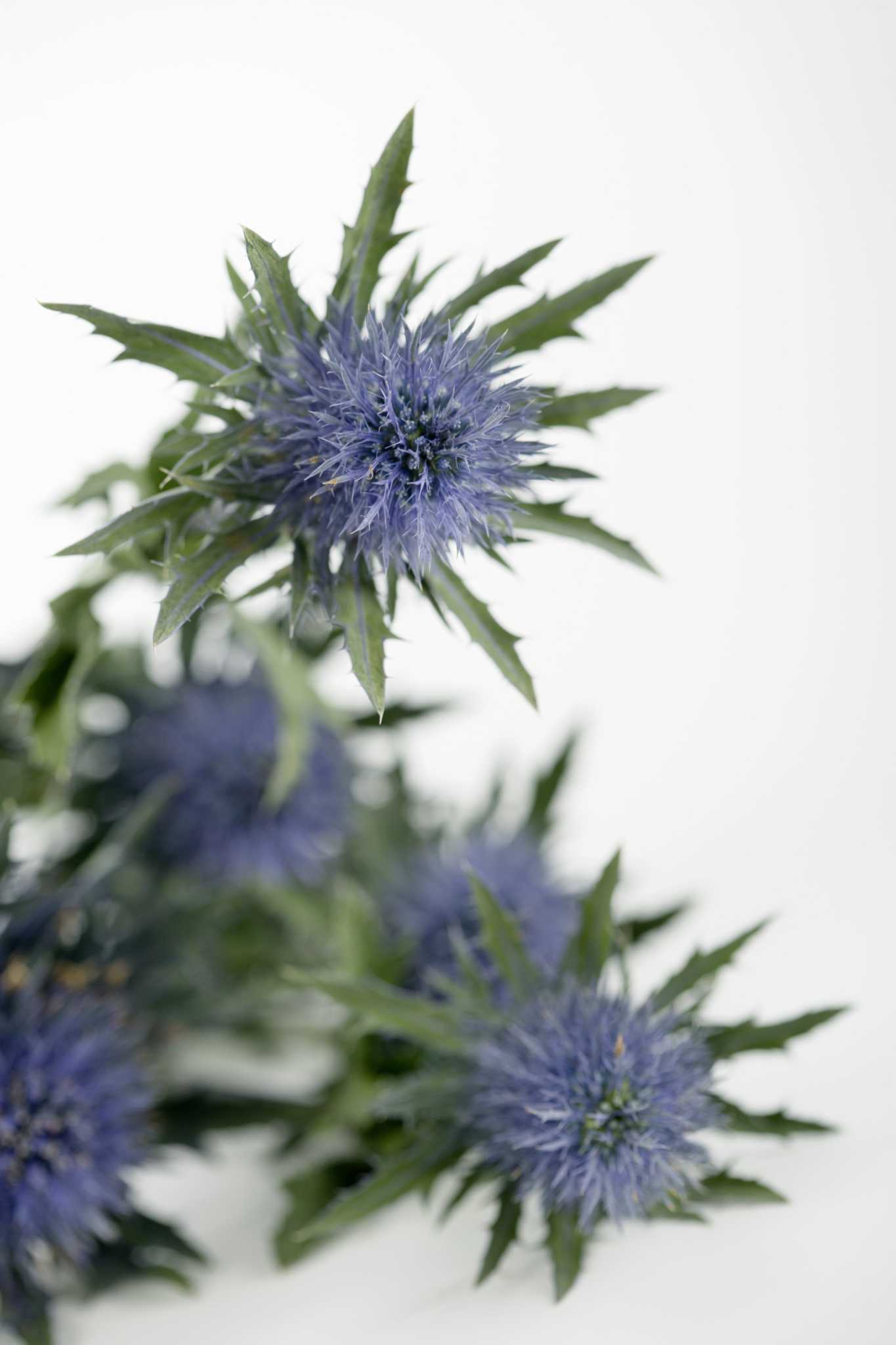 The Best Time to Trim a Sycamore Tree