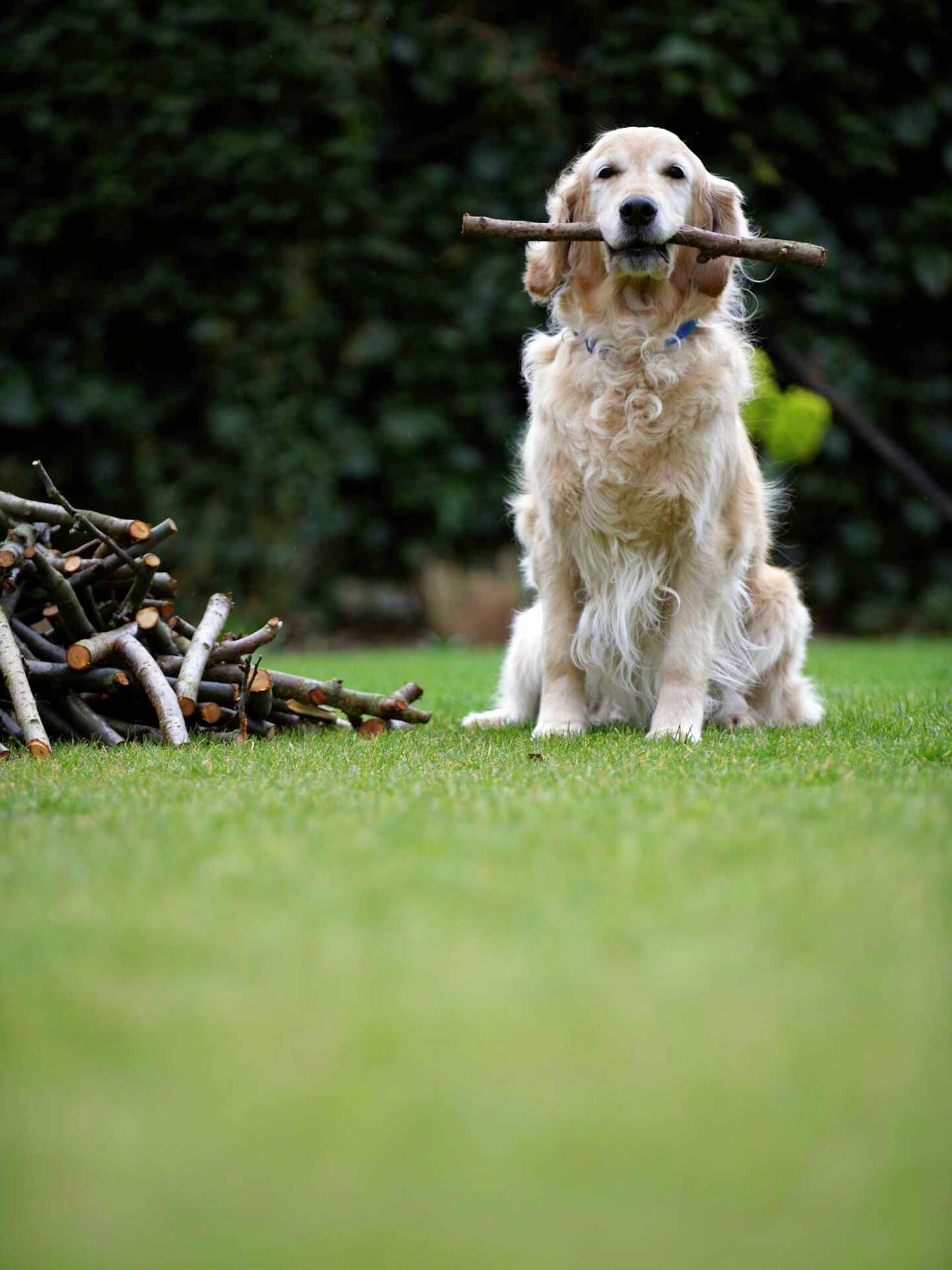 Are Blue Star Junipers Poisonous to Dogs?